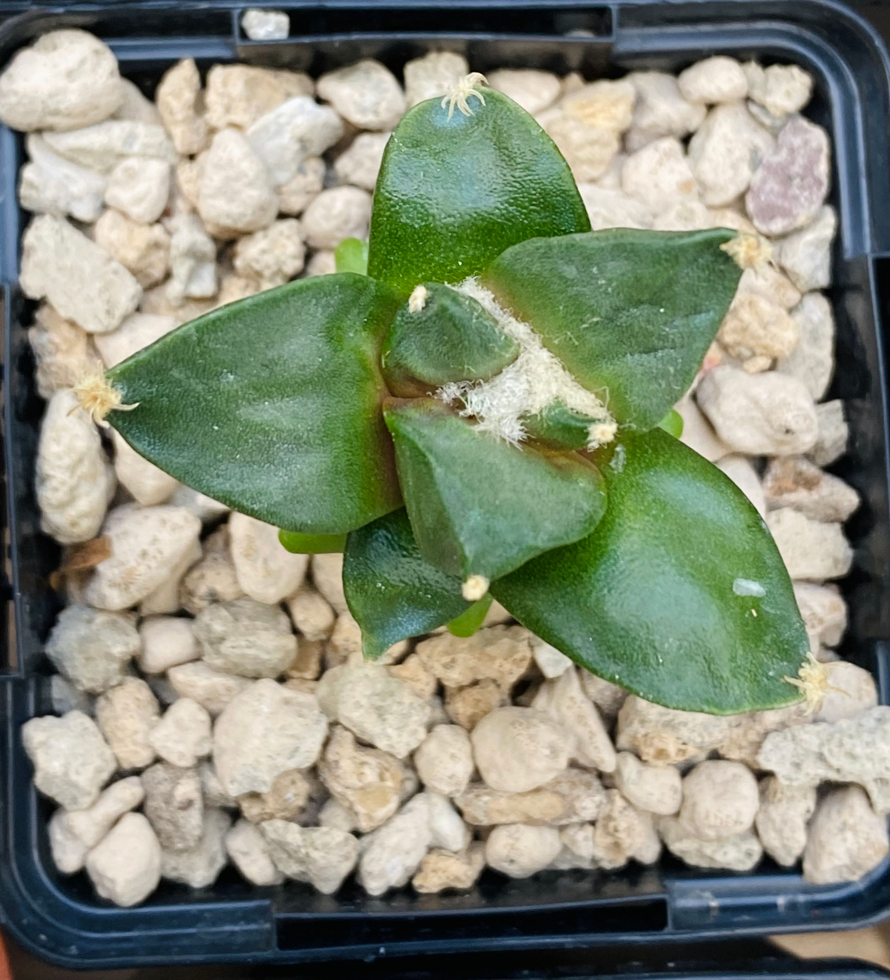 Ariocarpus confusus x Cauliflower 