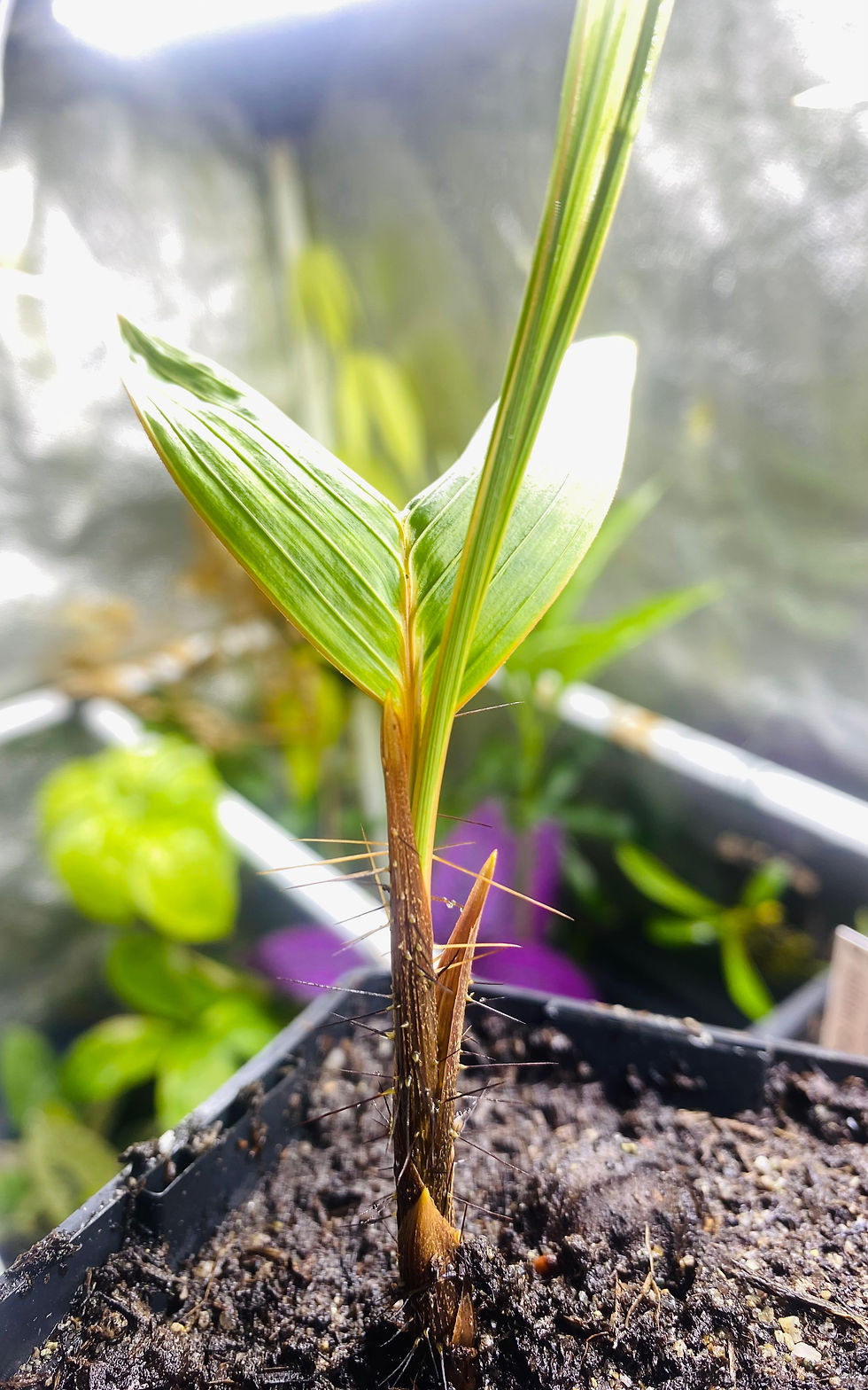 Miniature : Verschaffeltia splendida