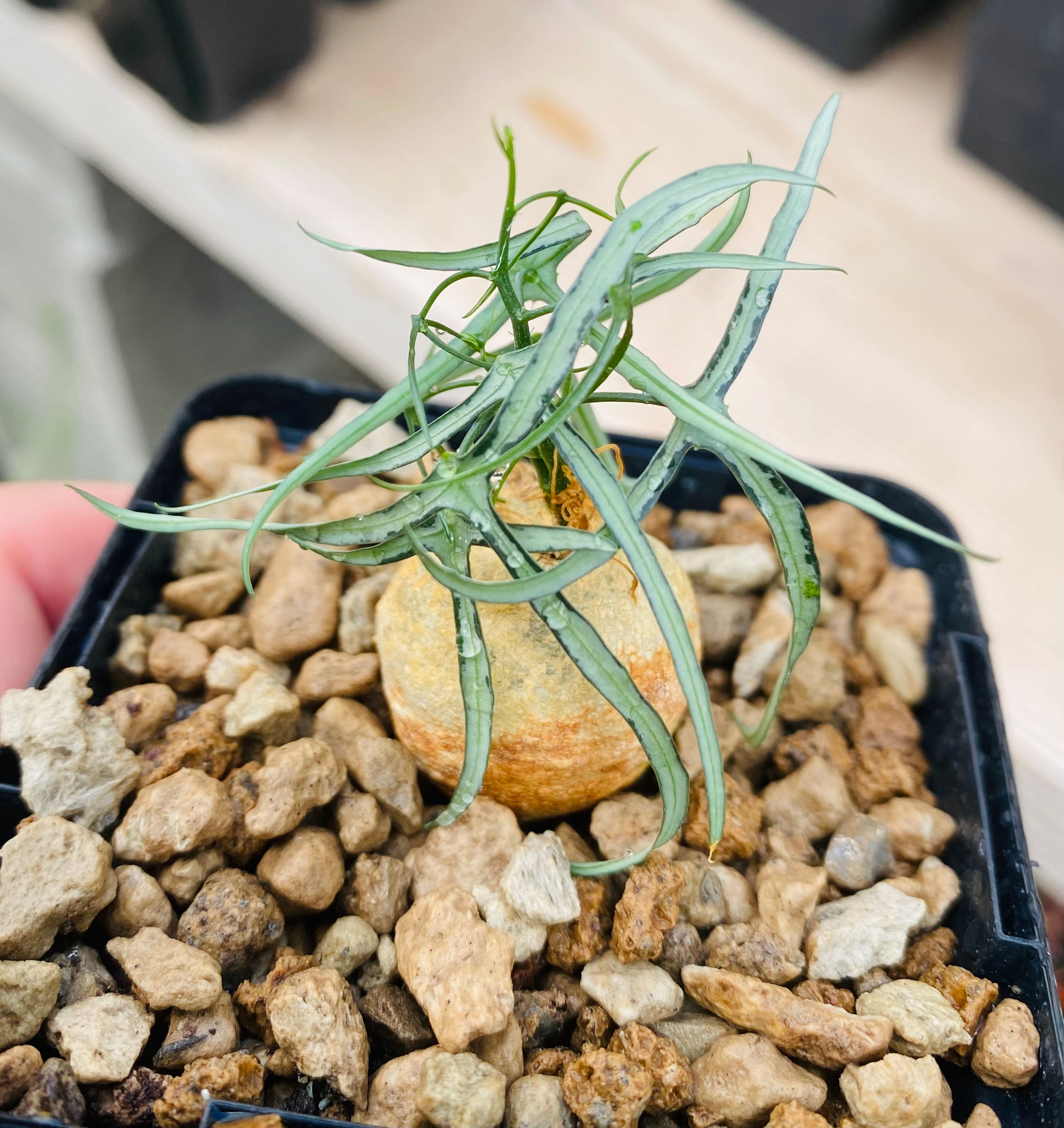 Adenia kirkii