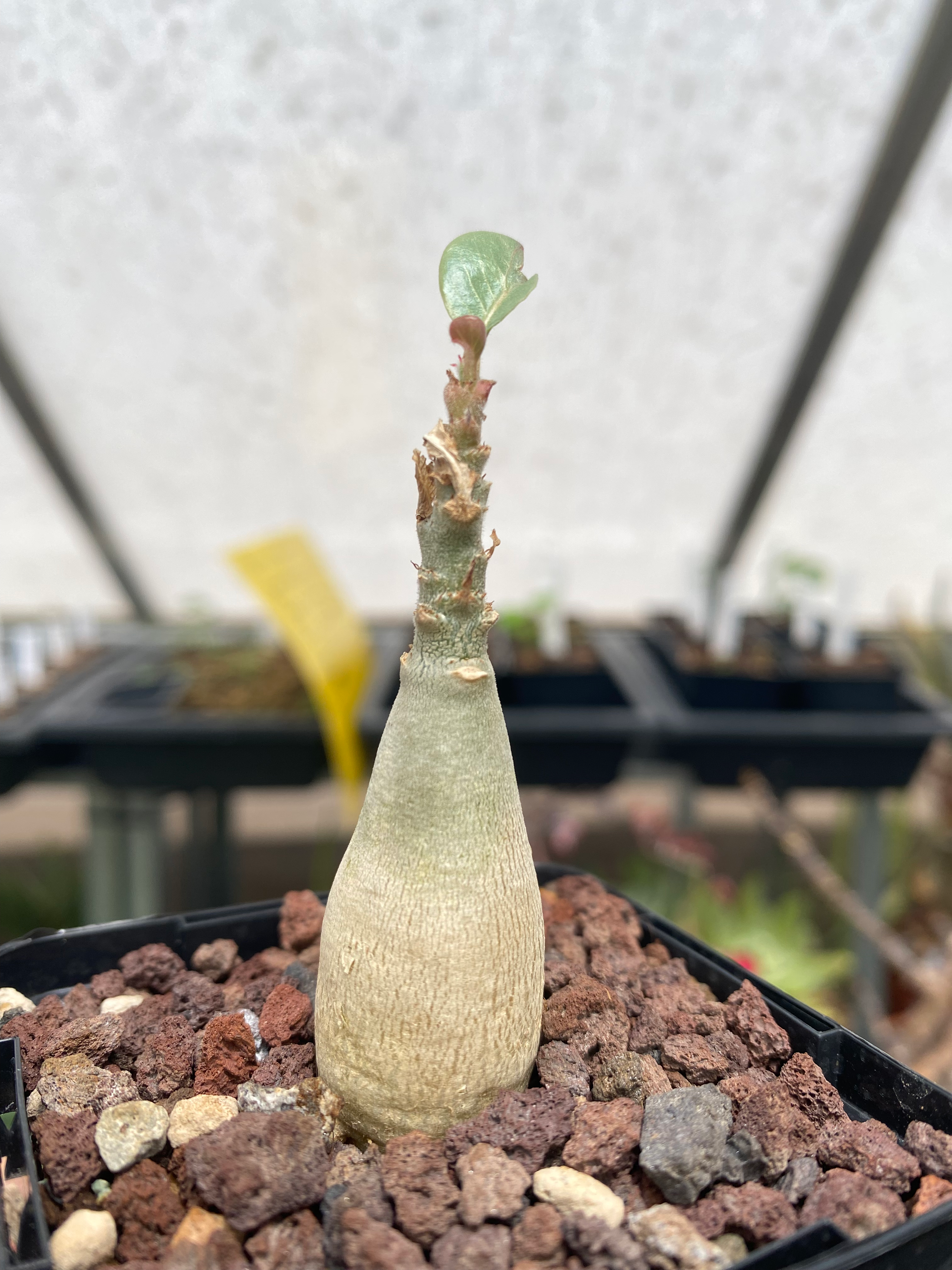 Adenium bohemianum