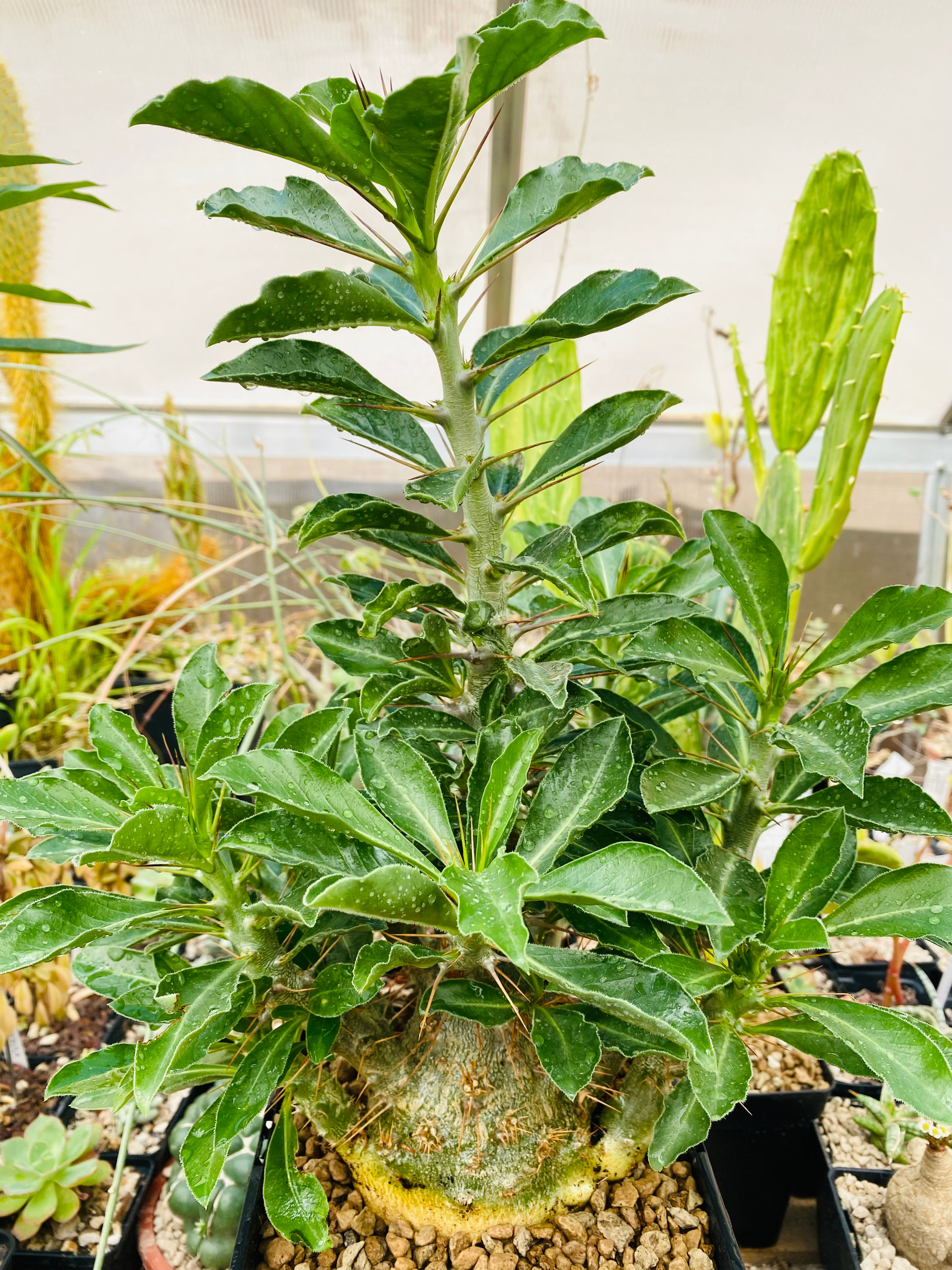 Pachypodium saundersii
