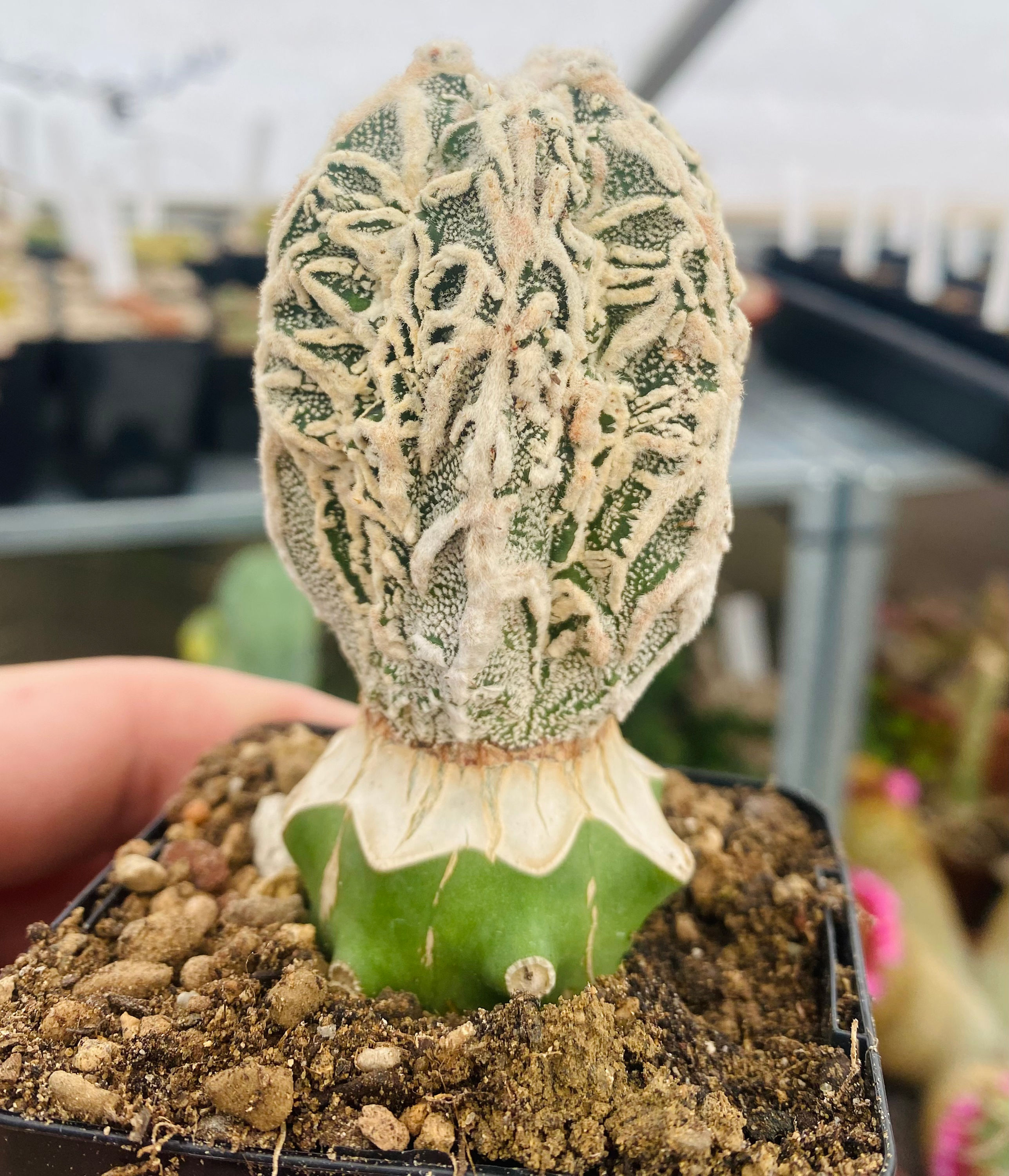 Astrophytum myriostigma Fukuryu hybride