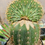 Thumbnail: Ferocactus horridus cristata greffé 