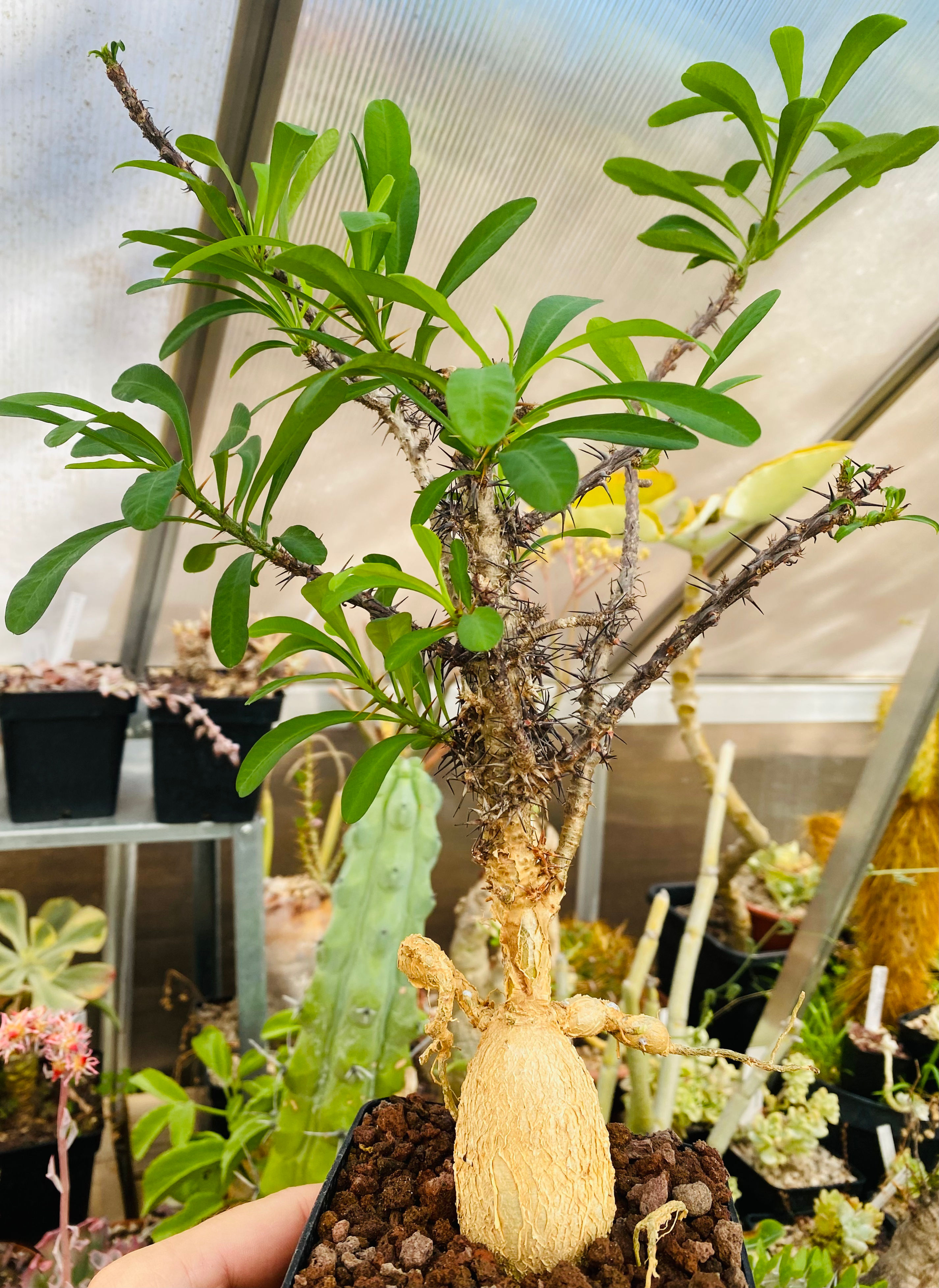 Euphorbia pedilanthoides