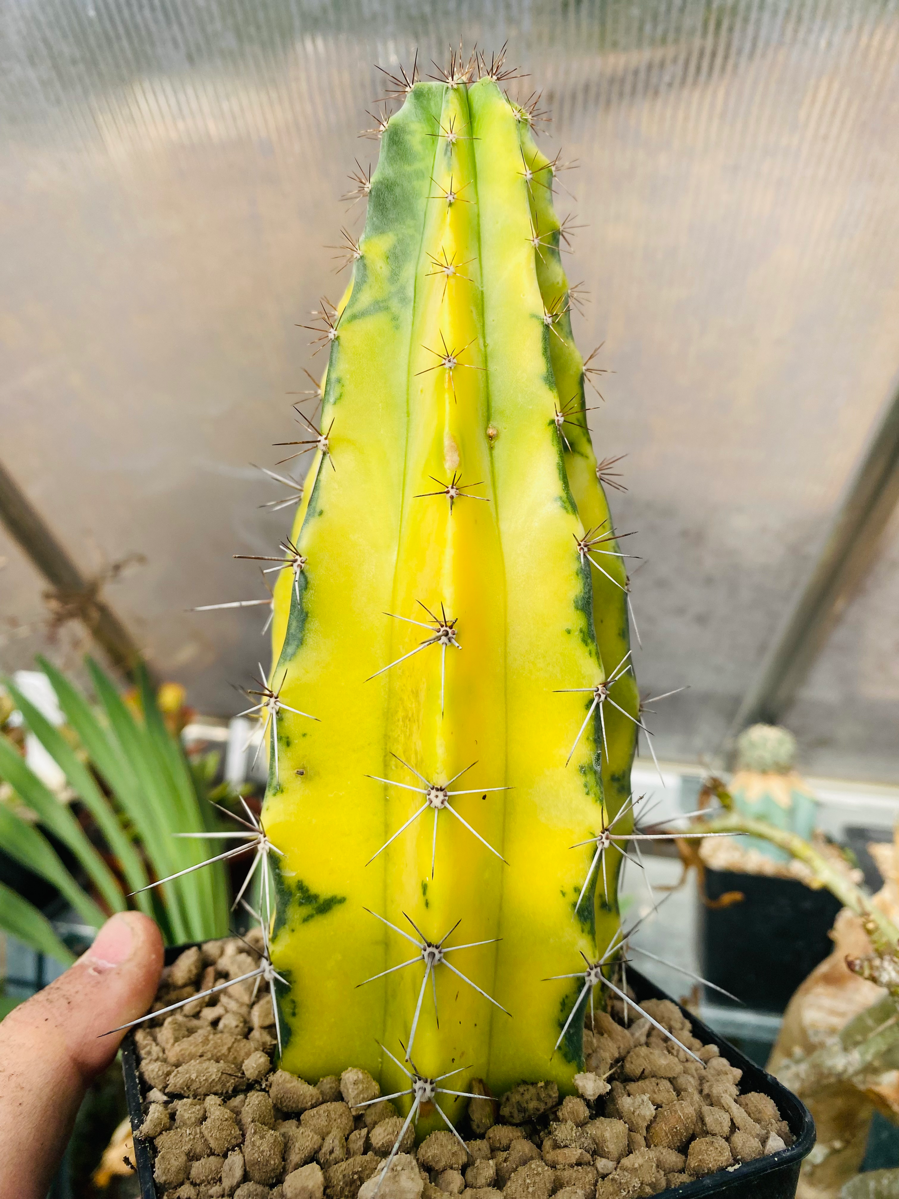 Lemaireocereus stellatus variegata