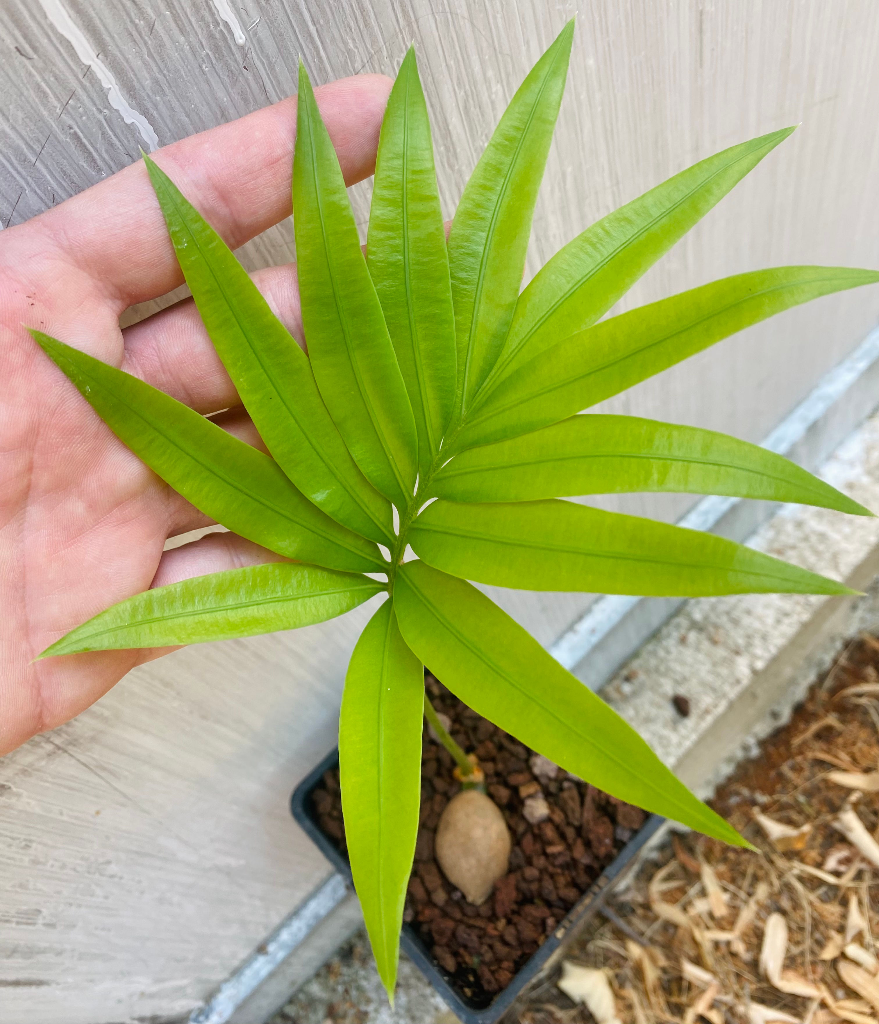 Cycas scratchleyana