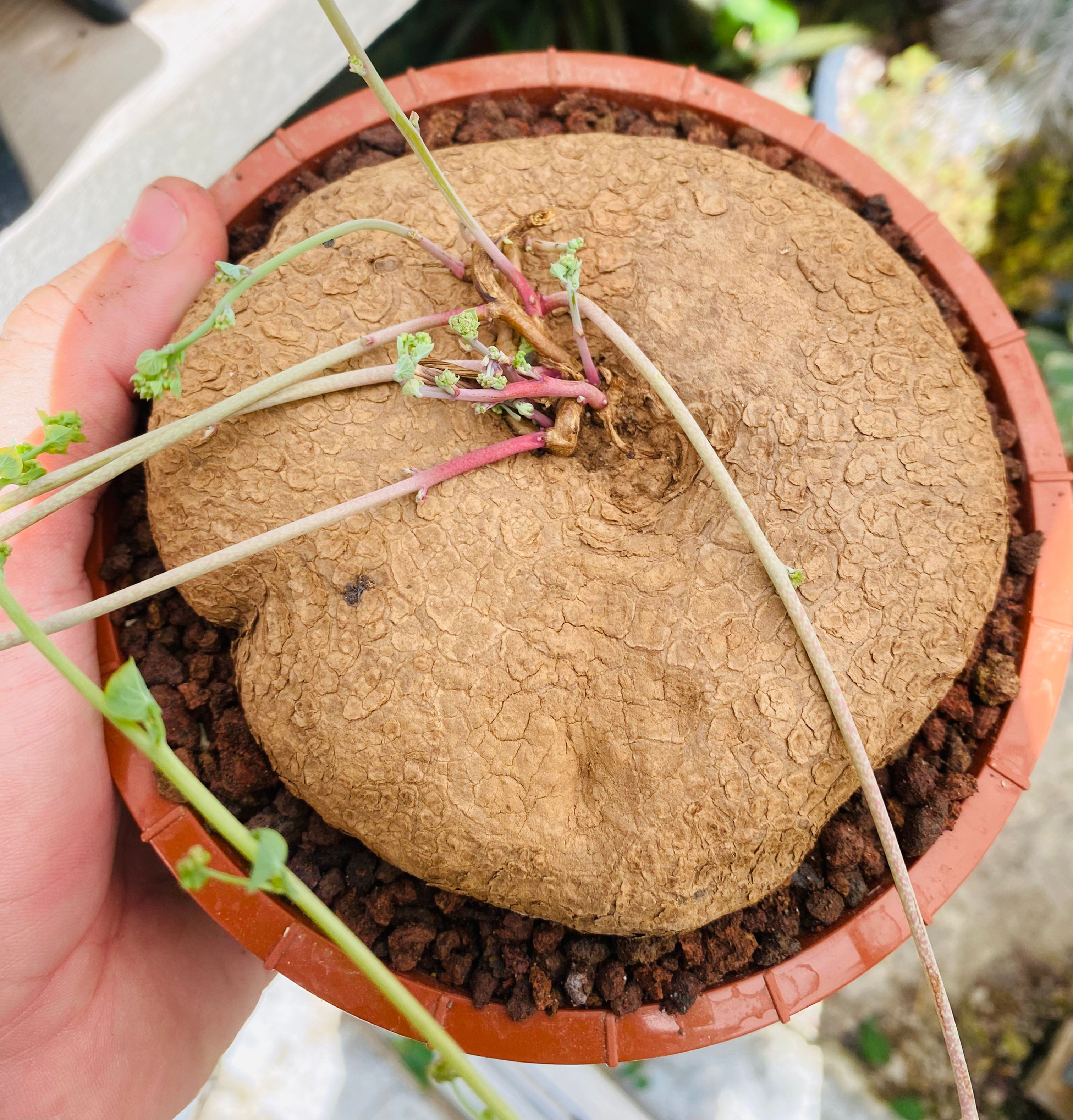 Stephania cephalantha hayata