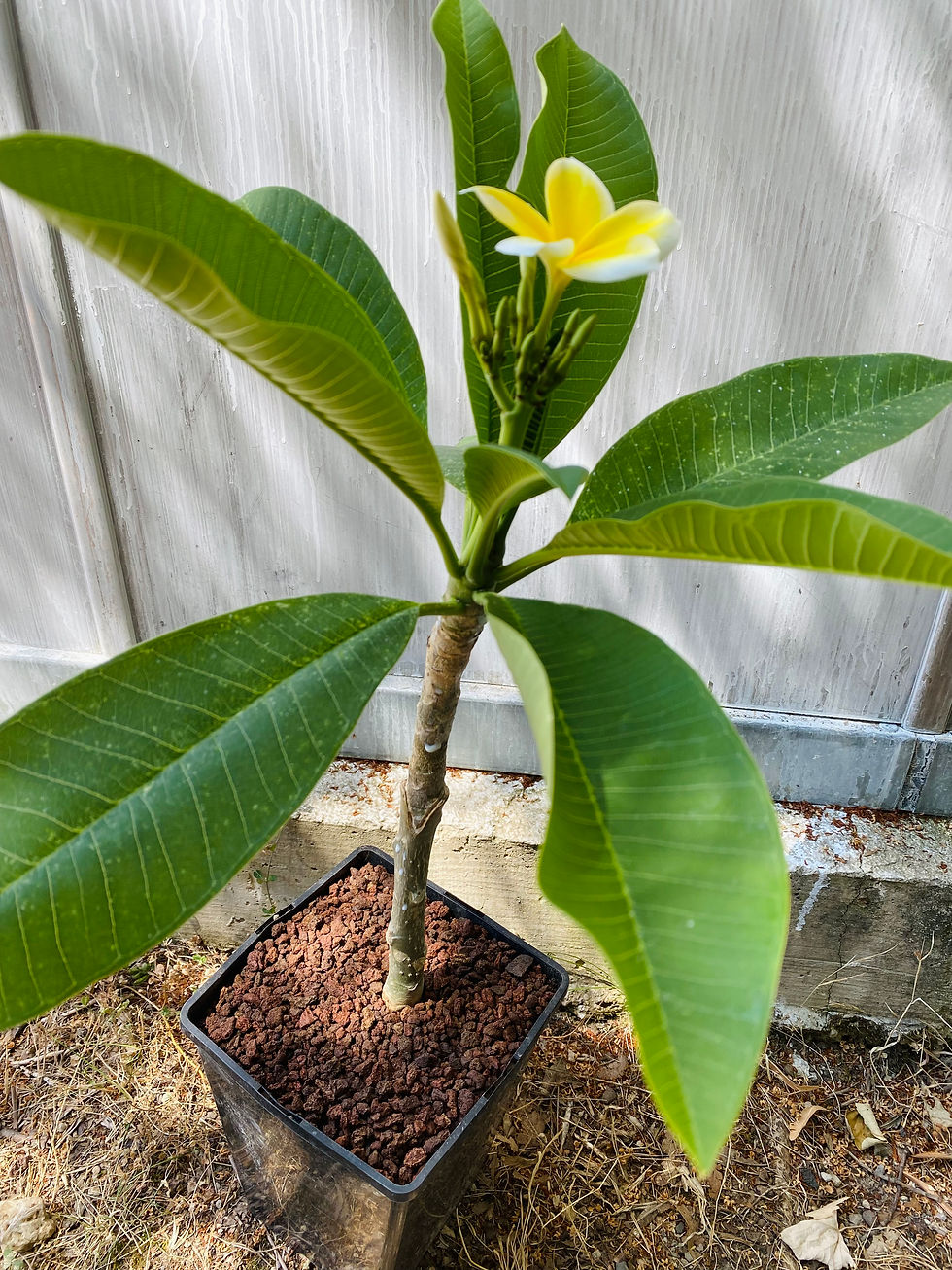 Miniature : Plumeria rubra blanc/jaune