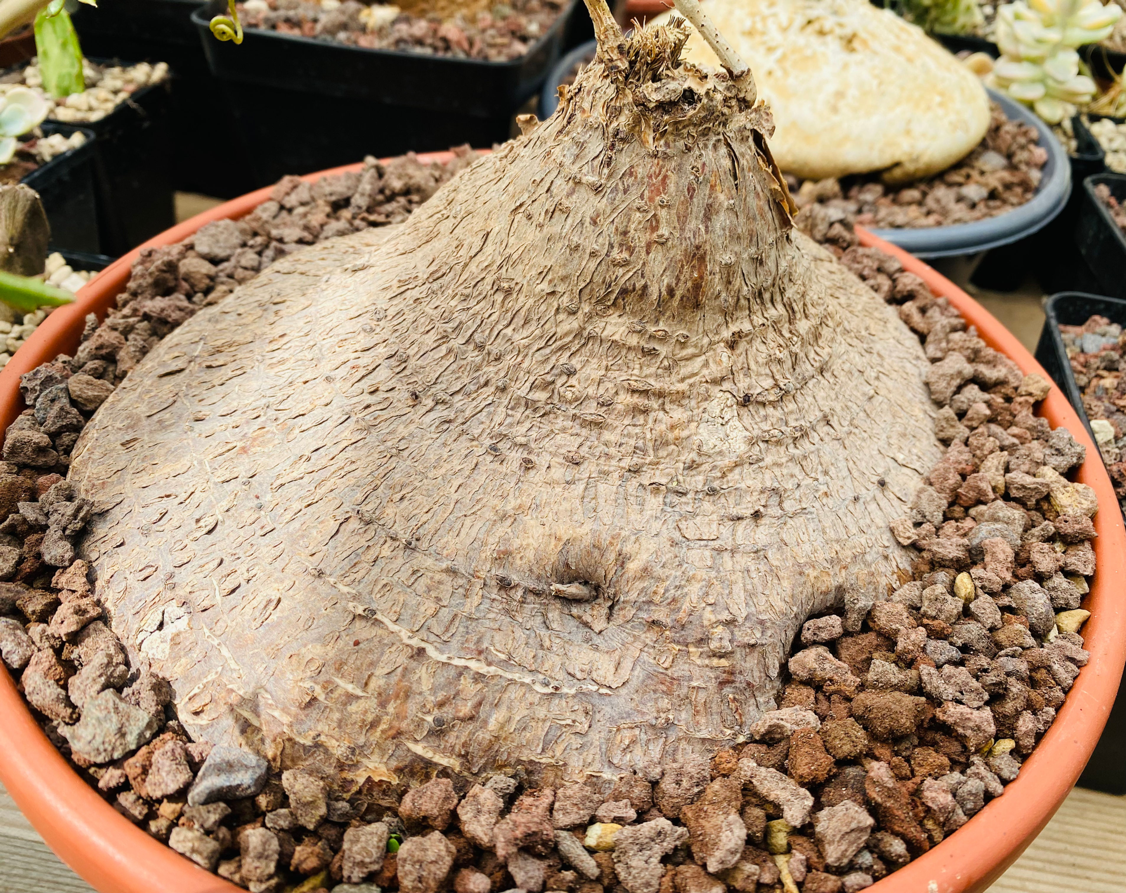 Cyphostemma elephantopus