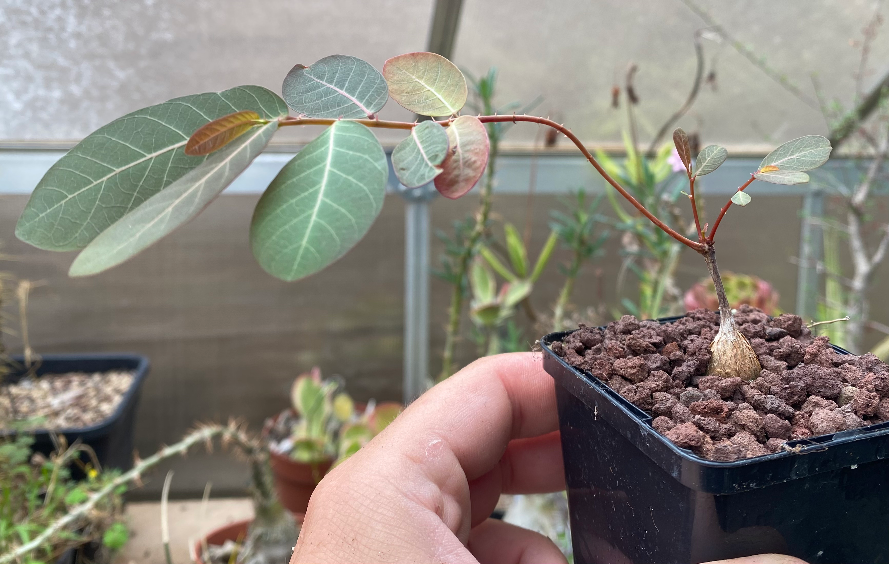 Phyllanthus mirabilis