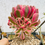 Miniature : Aeonium Pink Witch