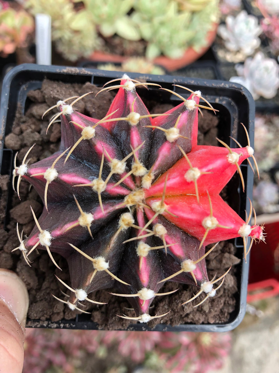 Thumbnail: Gymnocalycium mihanovichii variegata