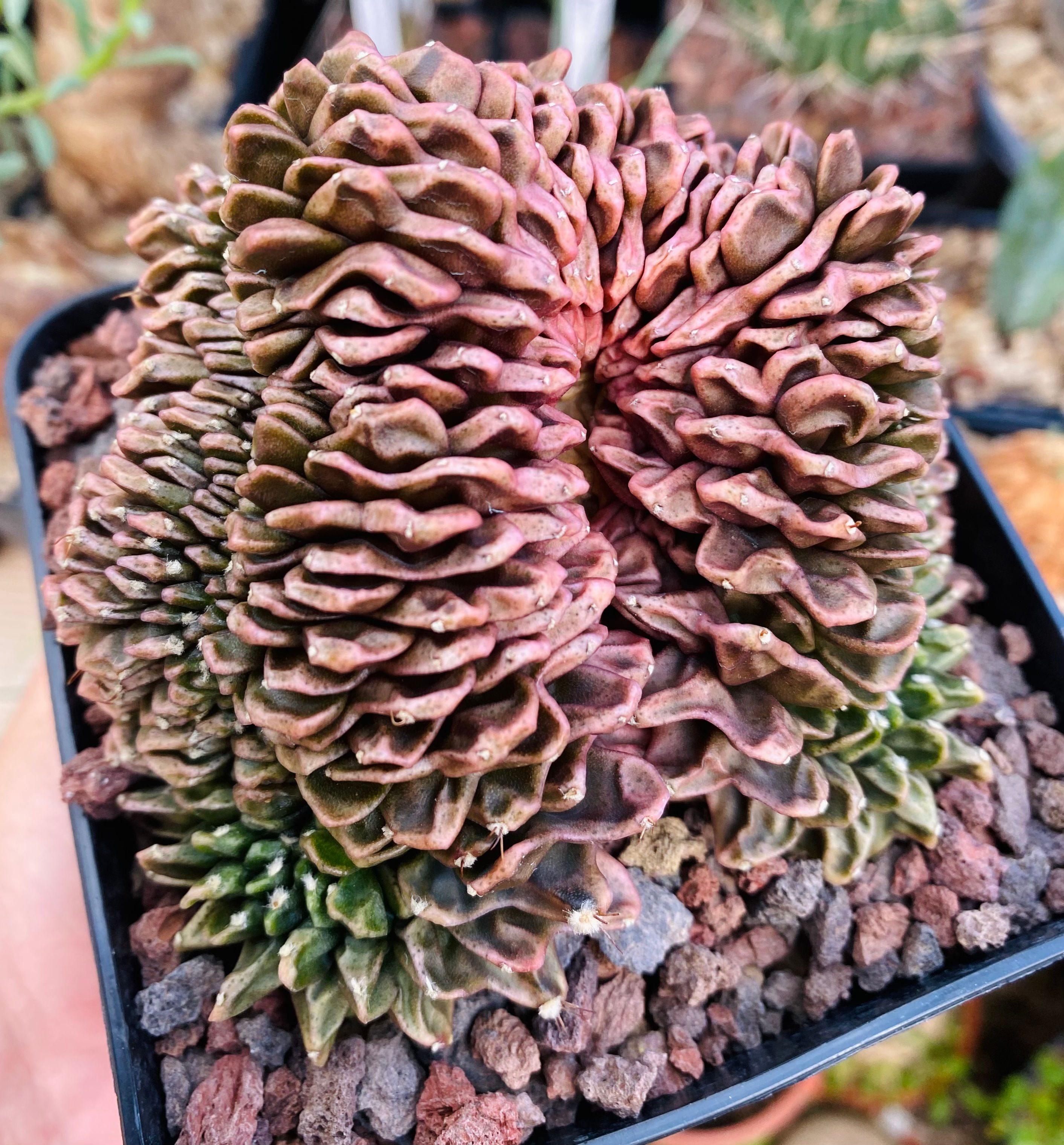 Gymnocalycium mihanovichii inermis cristata 