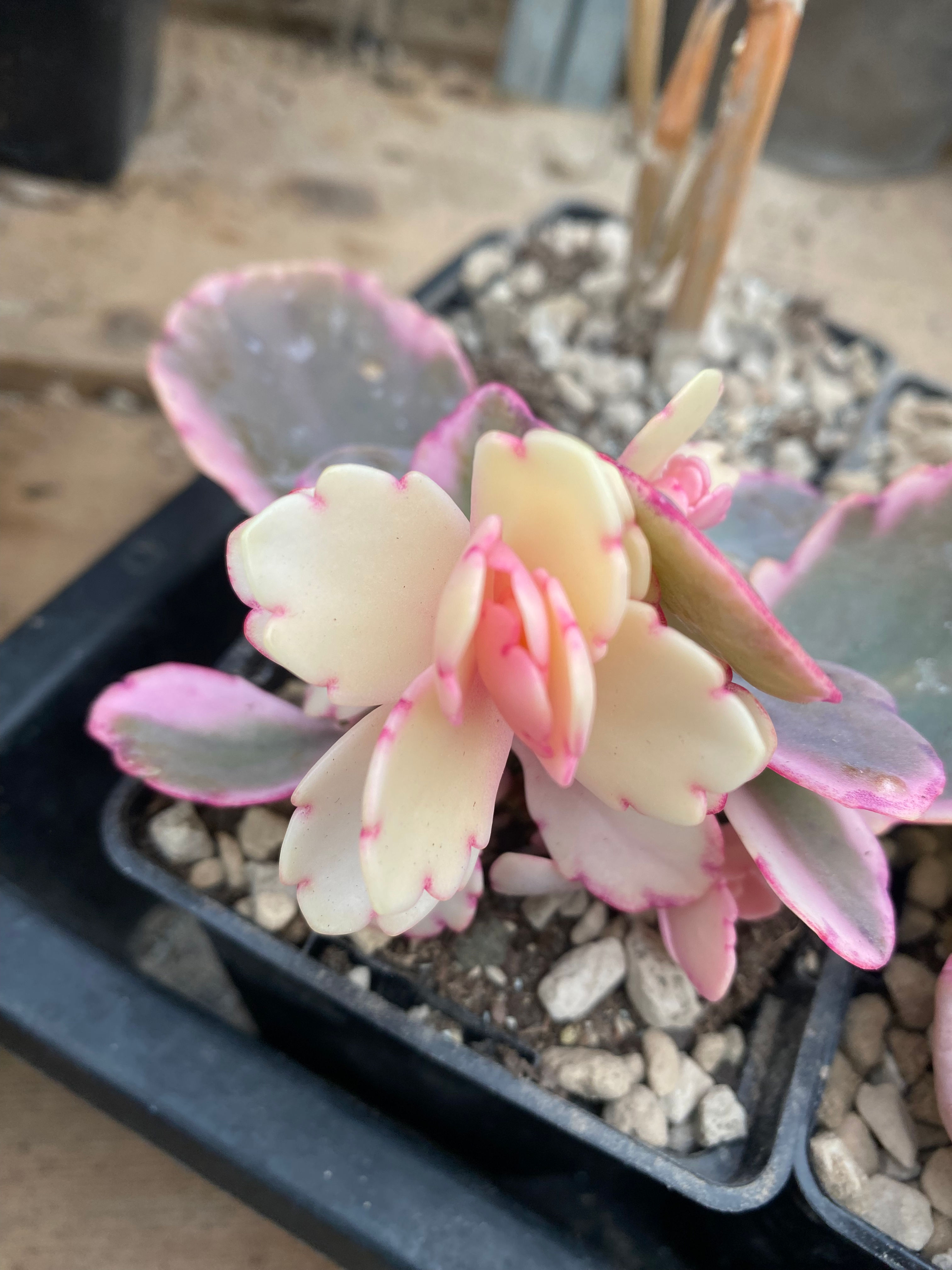 Kalanchoe fedtschenkoi variegate