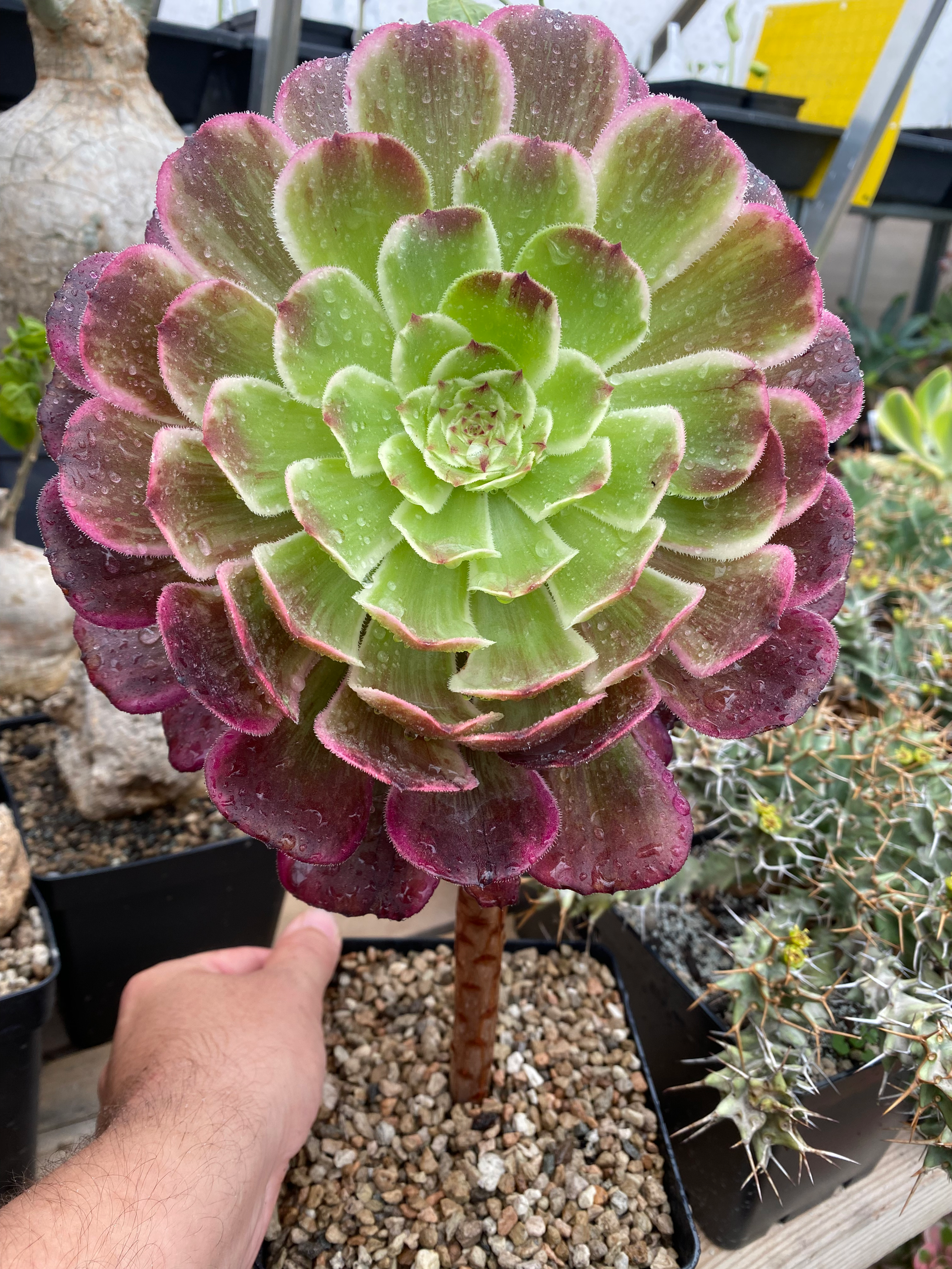 Aeonium Ink Painting