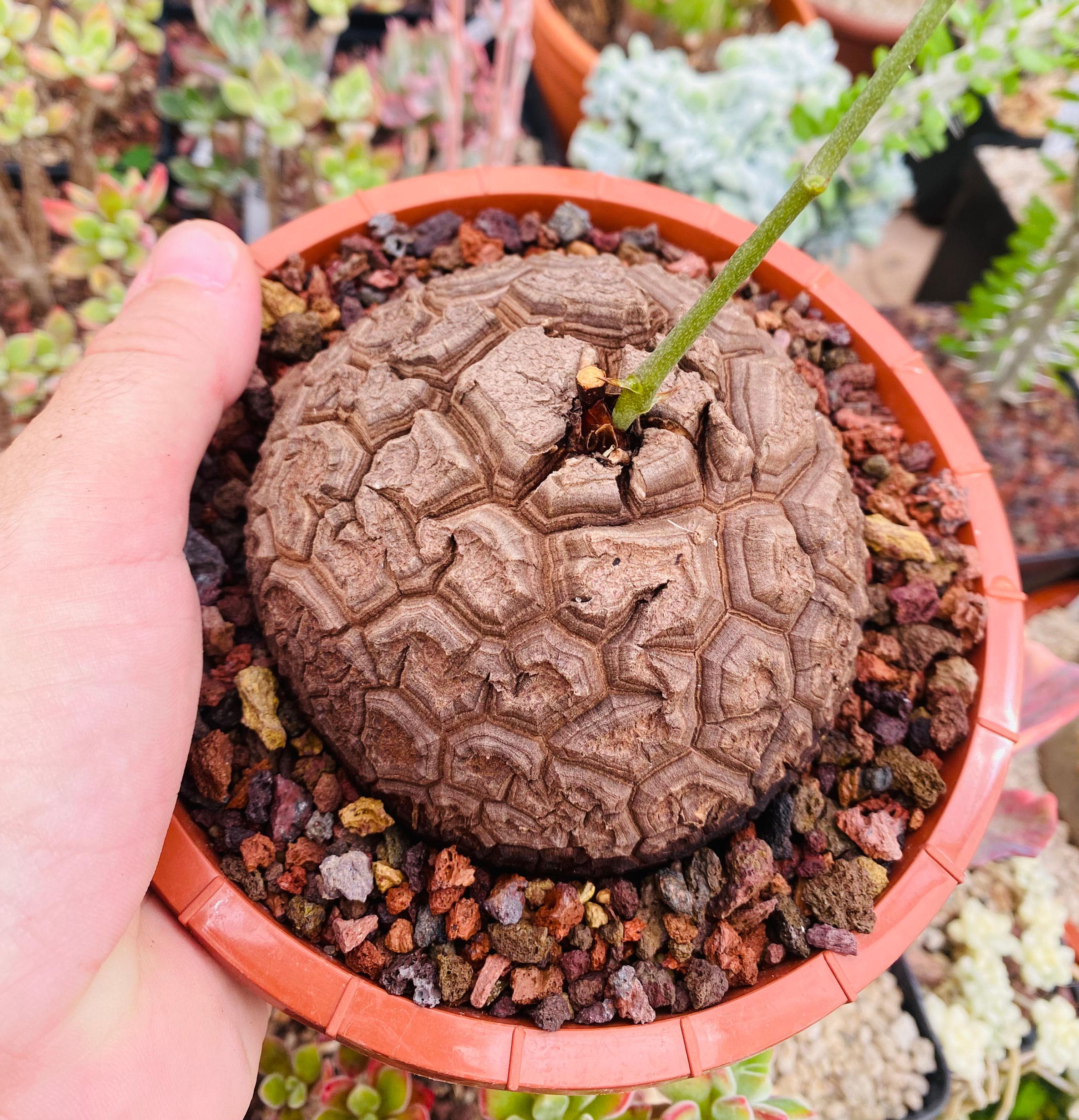 Dioscorea elephantipes