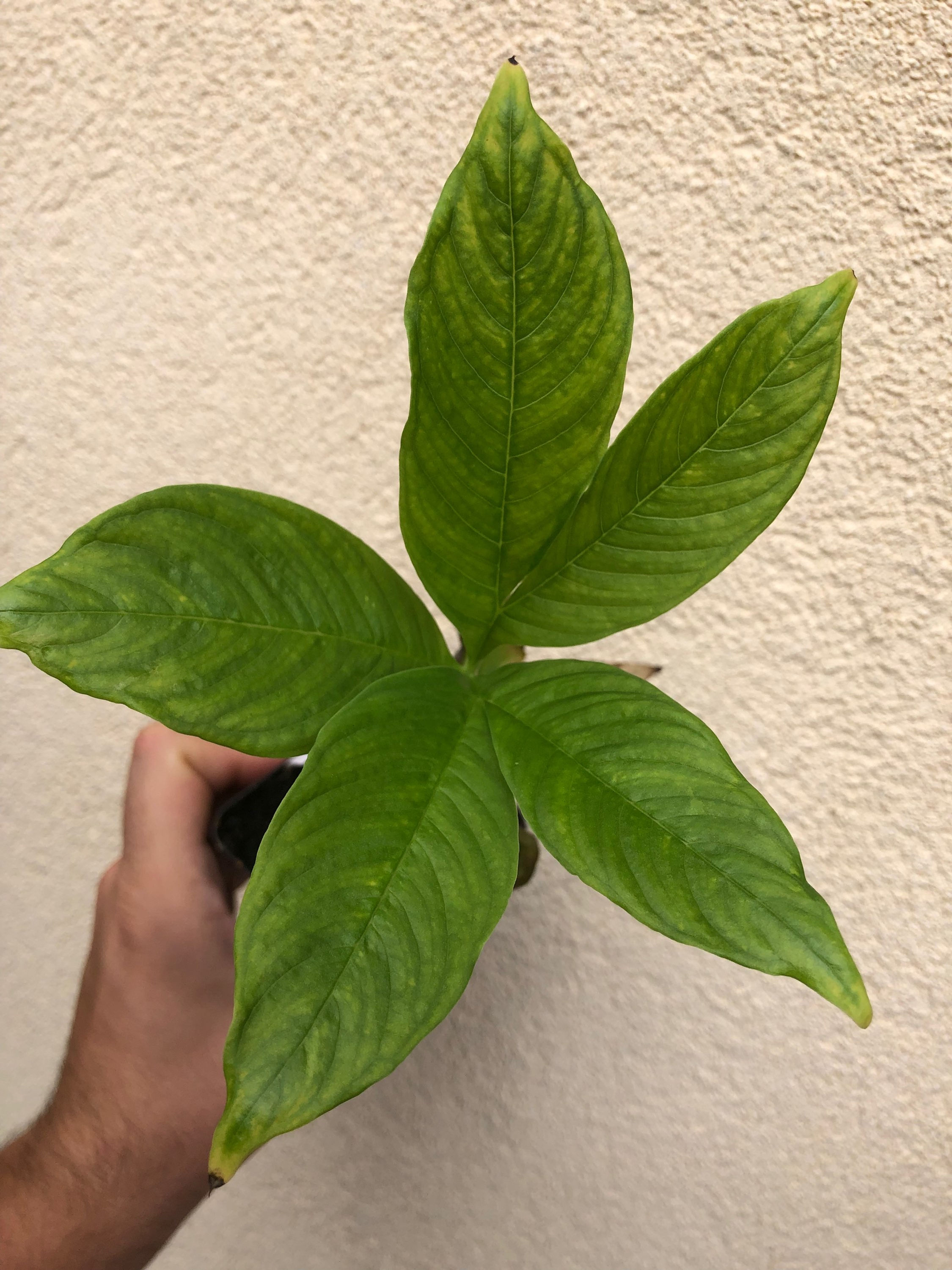 Amorphophallus paeoniifolius