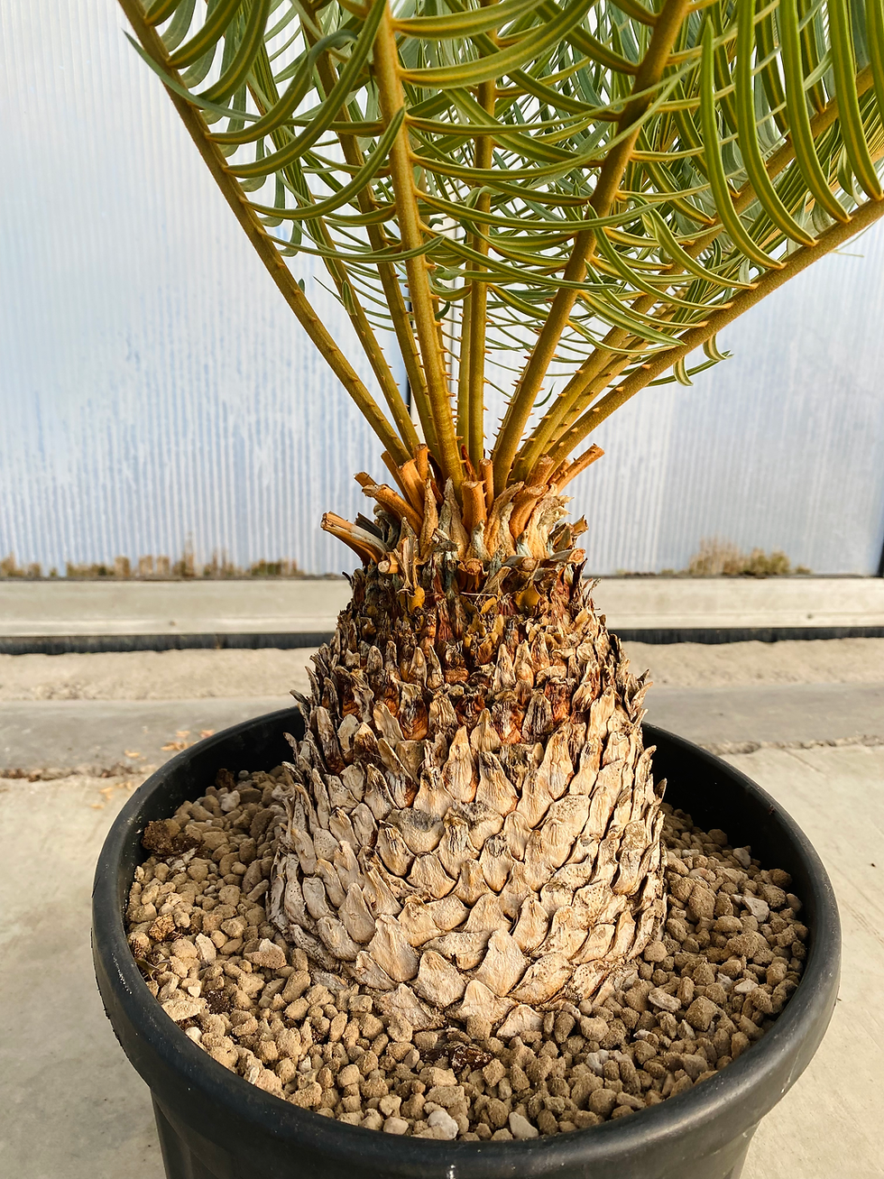 Thumbnail: Cycas couttsiana