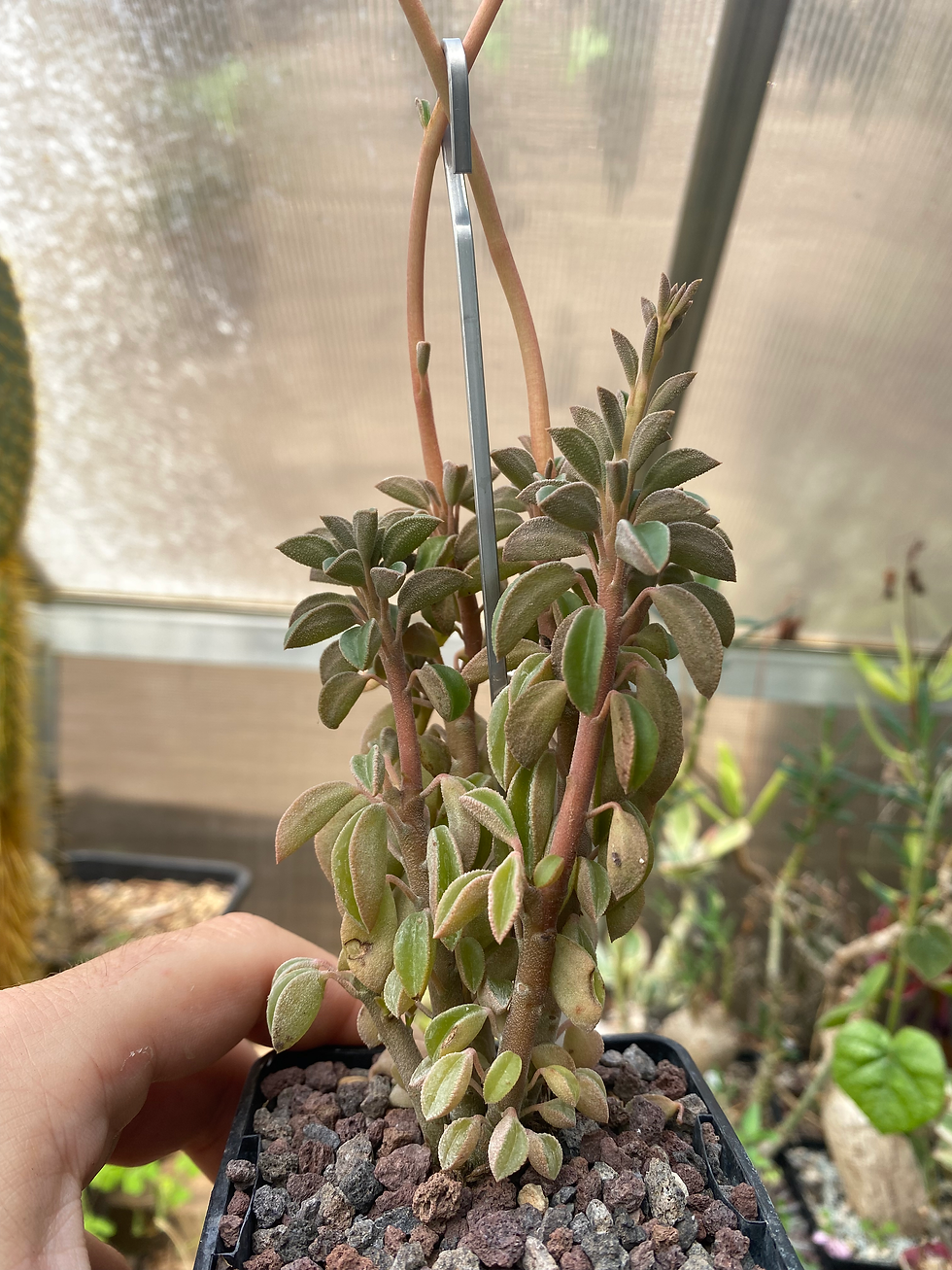 Thumbnail: Peperomia asperula