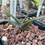 Thumbnail: Aloe calcairophila