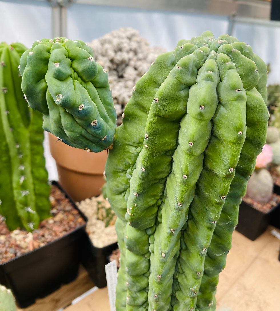 Miniature : Myrtillocactus geometrizans Glorp