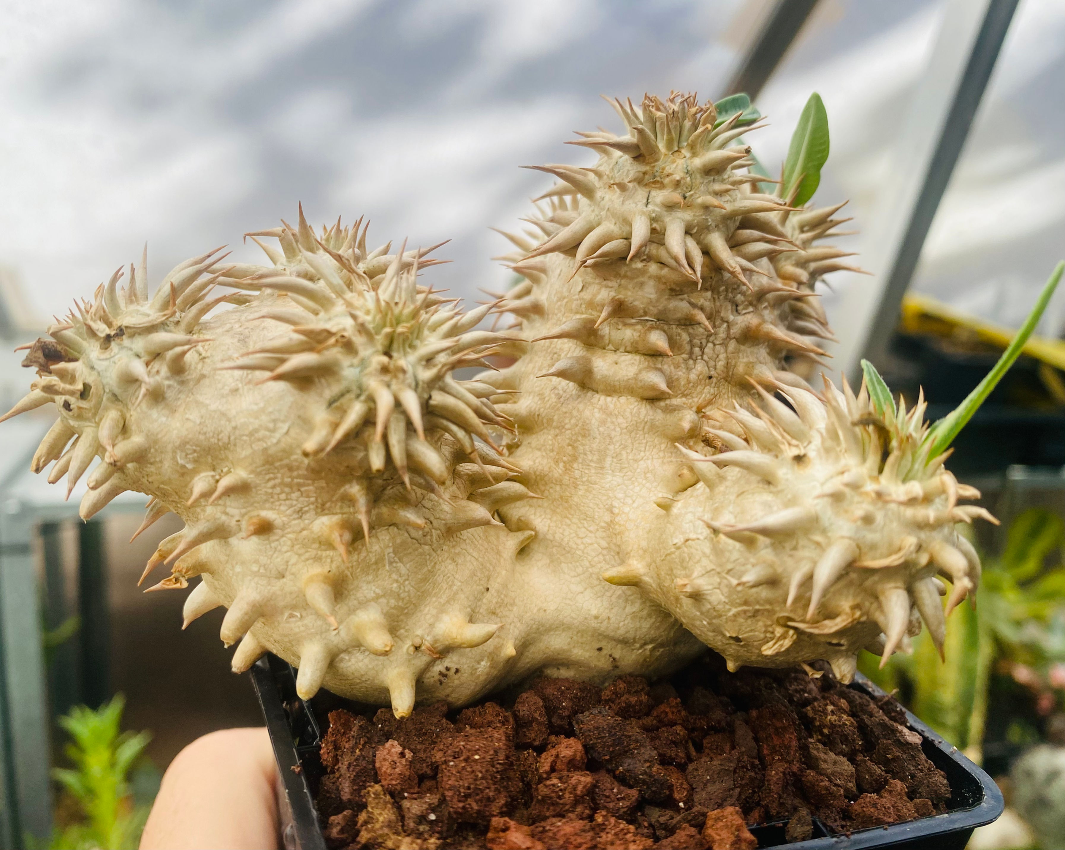 Pachypodium densiflorum