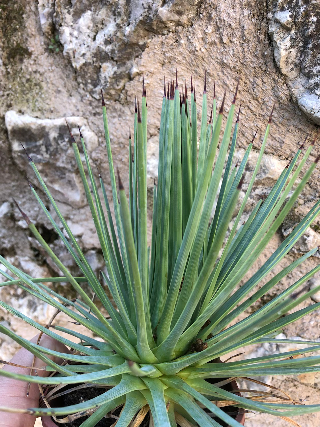 Agave stricta