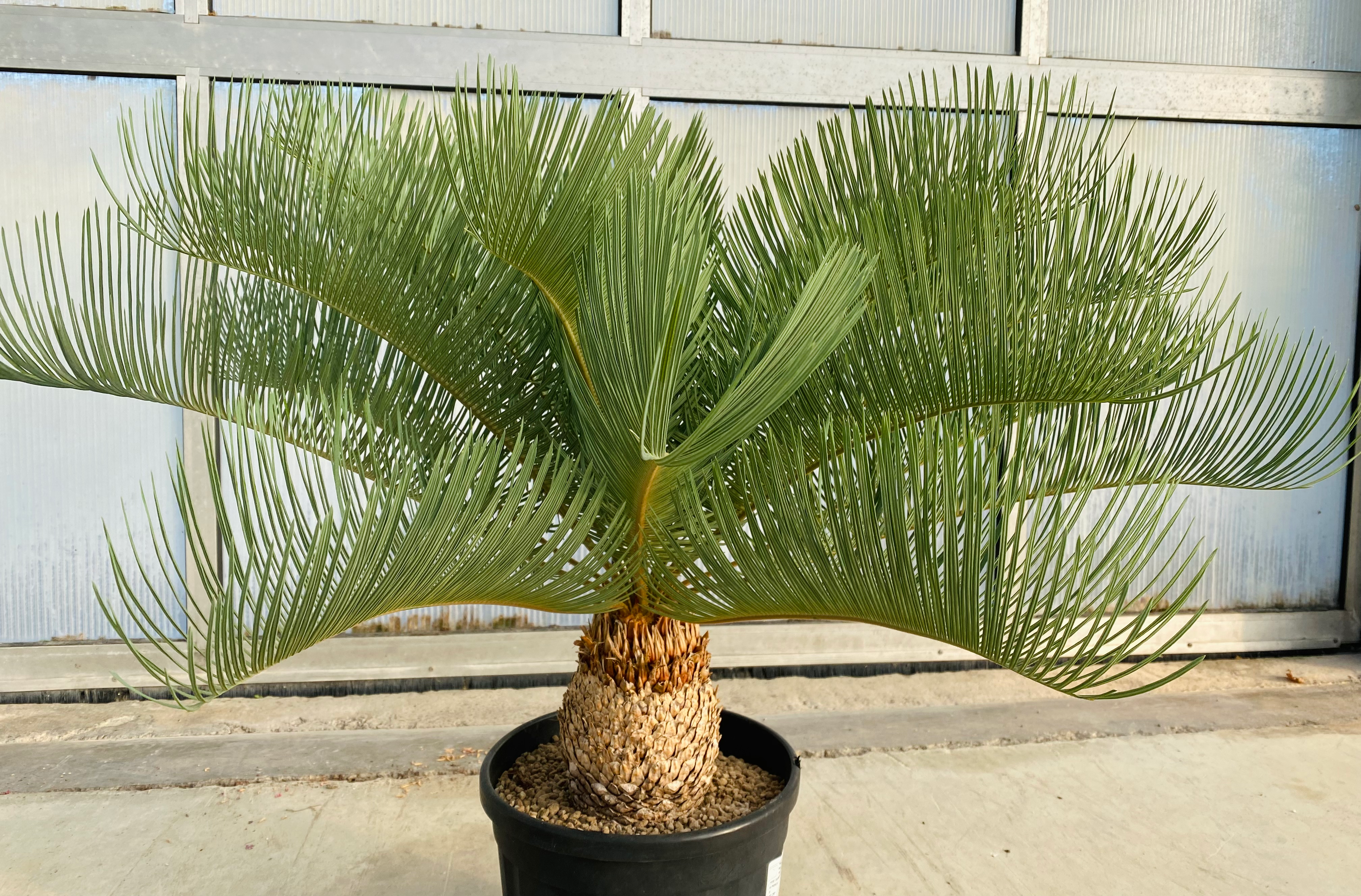 Cycas cairnsiana