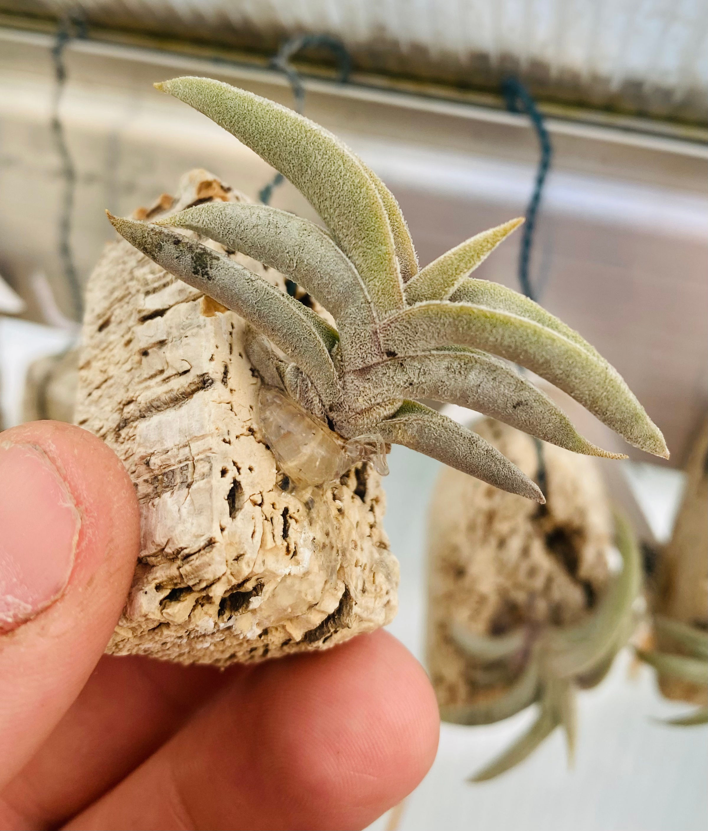 Tillandsia gilliesii