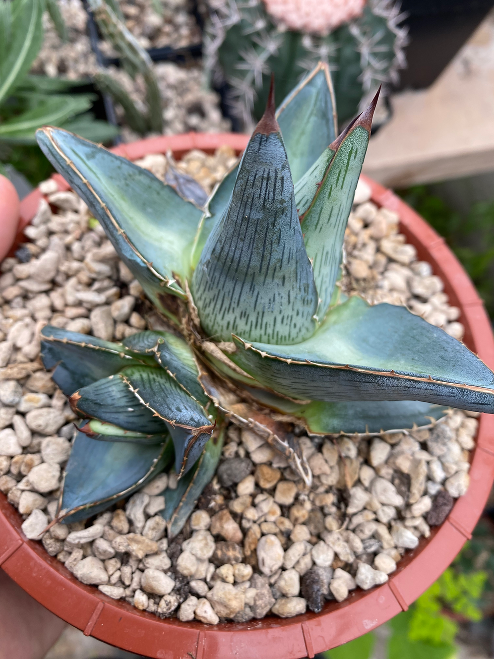 Miniature : Agave pumila