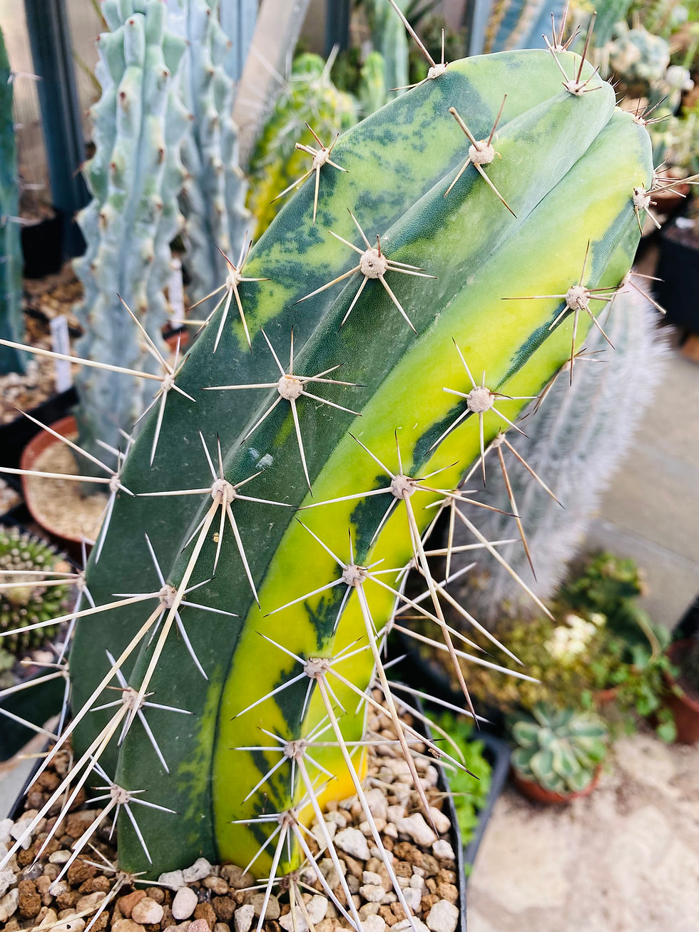 Miniature : Stenocereus stellatus variegata