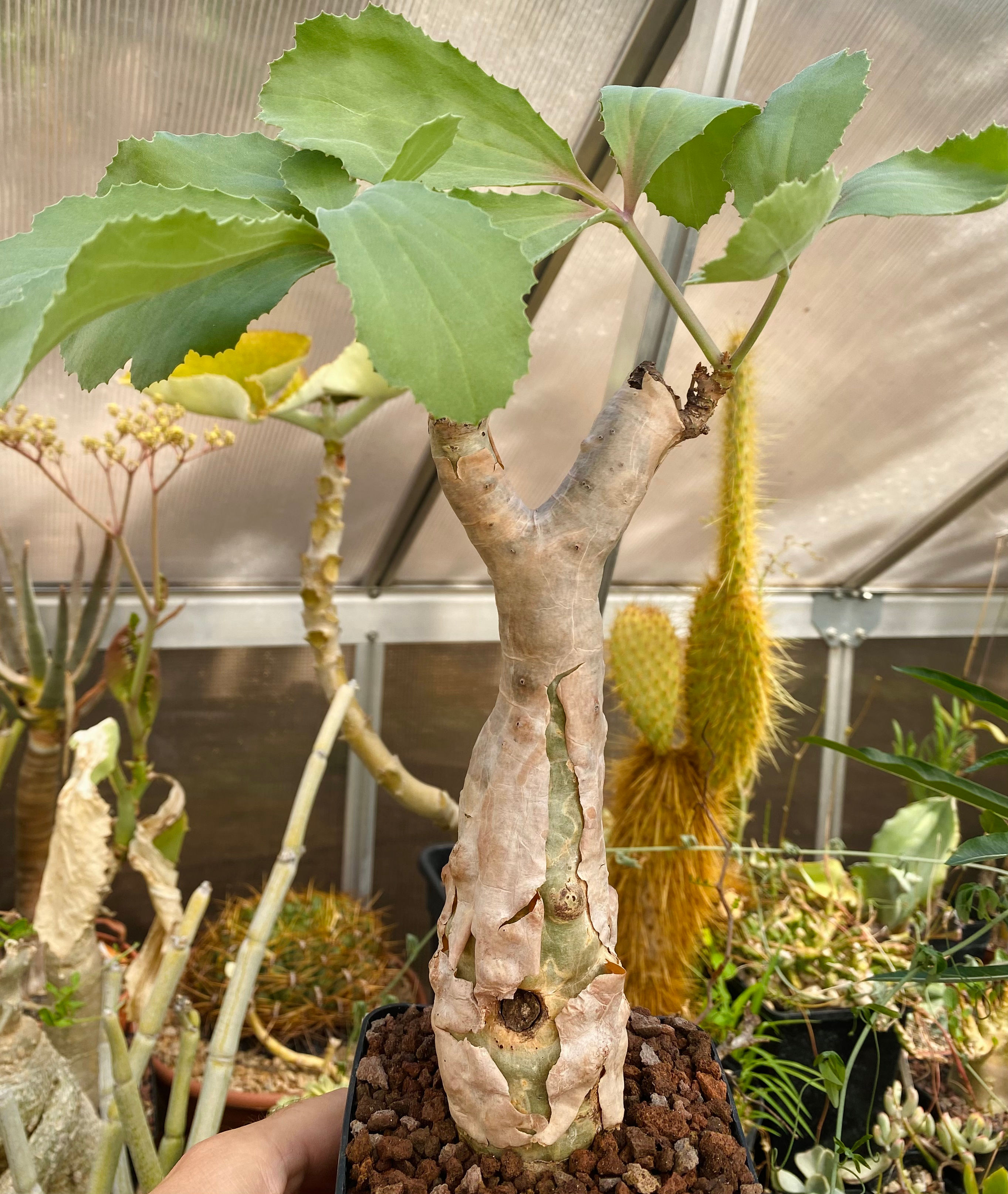 Cyphostemma betiformis