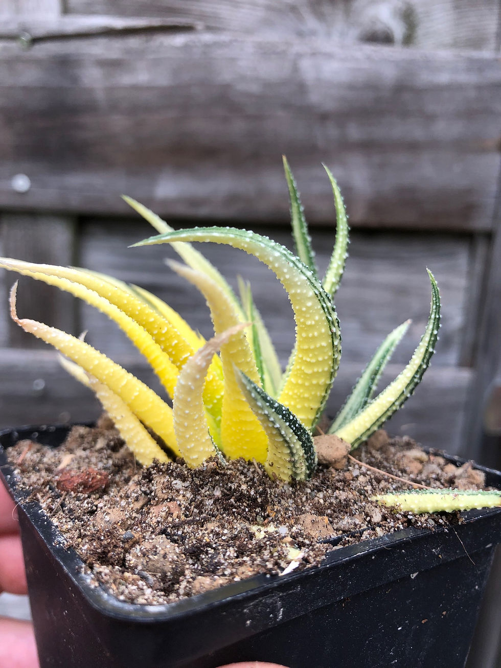 Miniature : Haworthia attenuata variegata