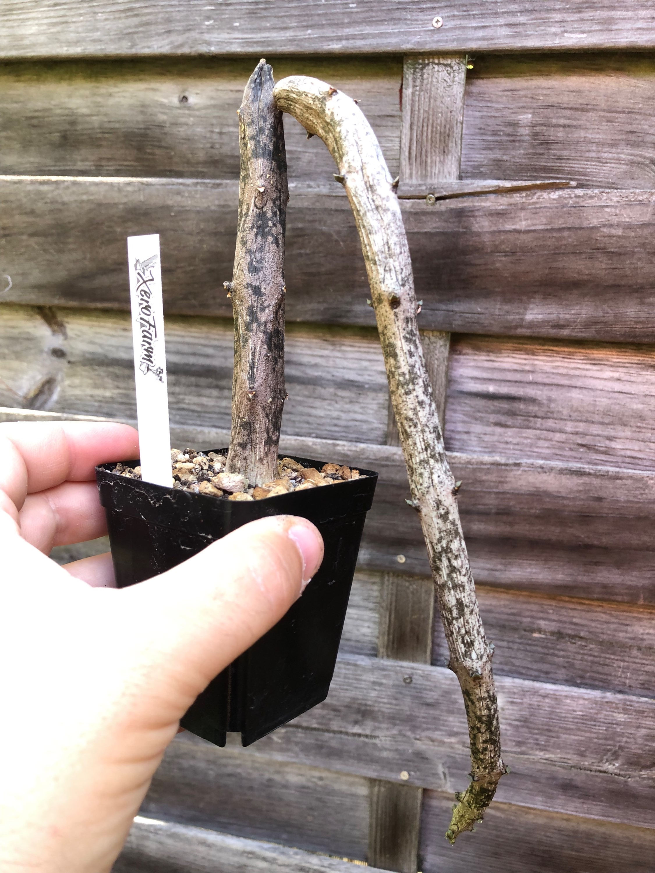 Ceropegia cimiciodora