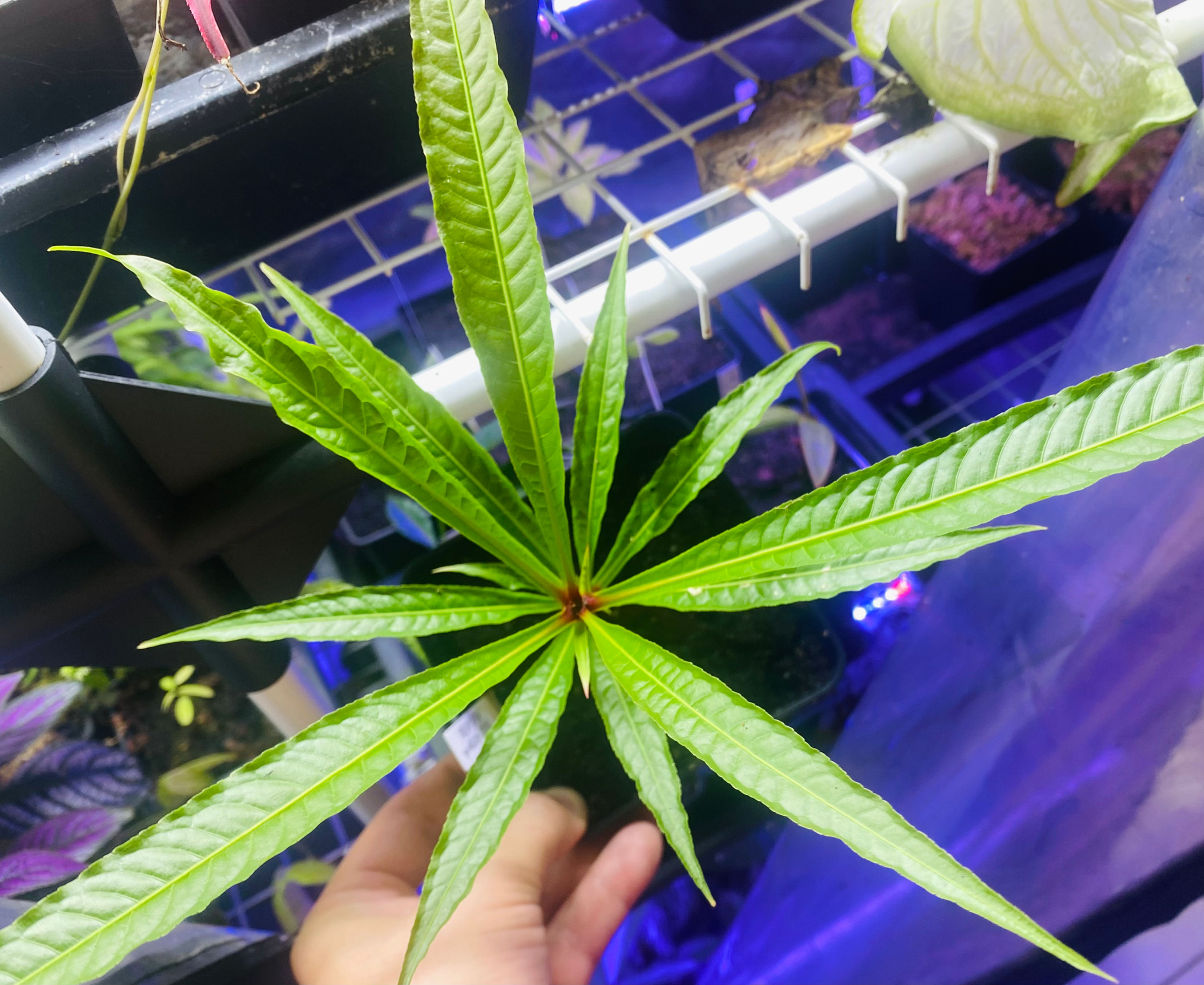 Barringtonia papuana
