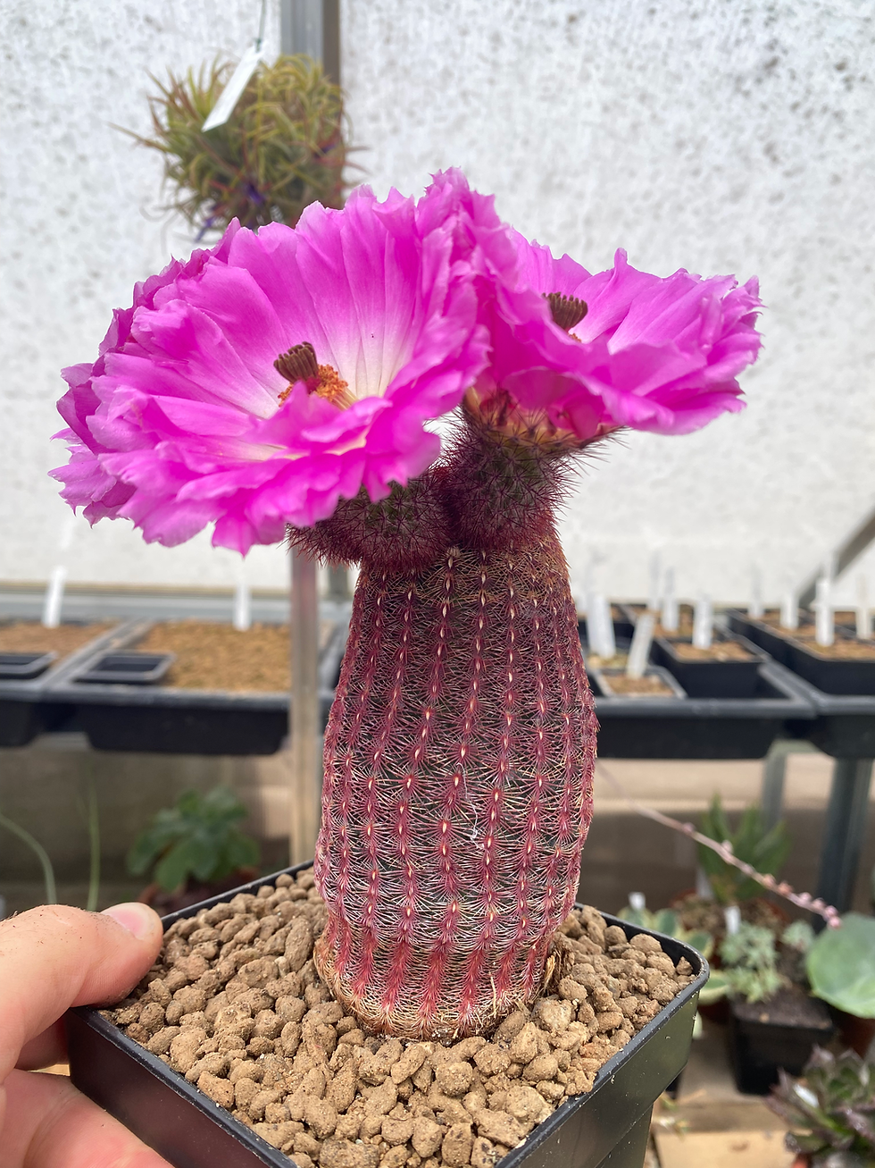 Thumbnail: Echinocereus rigidissimus ssp. rubrispinus