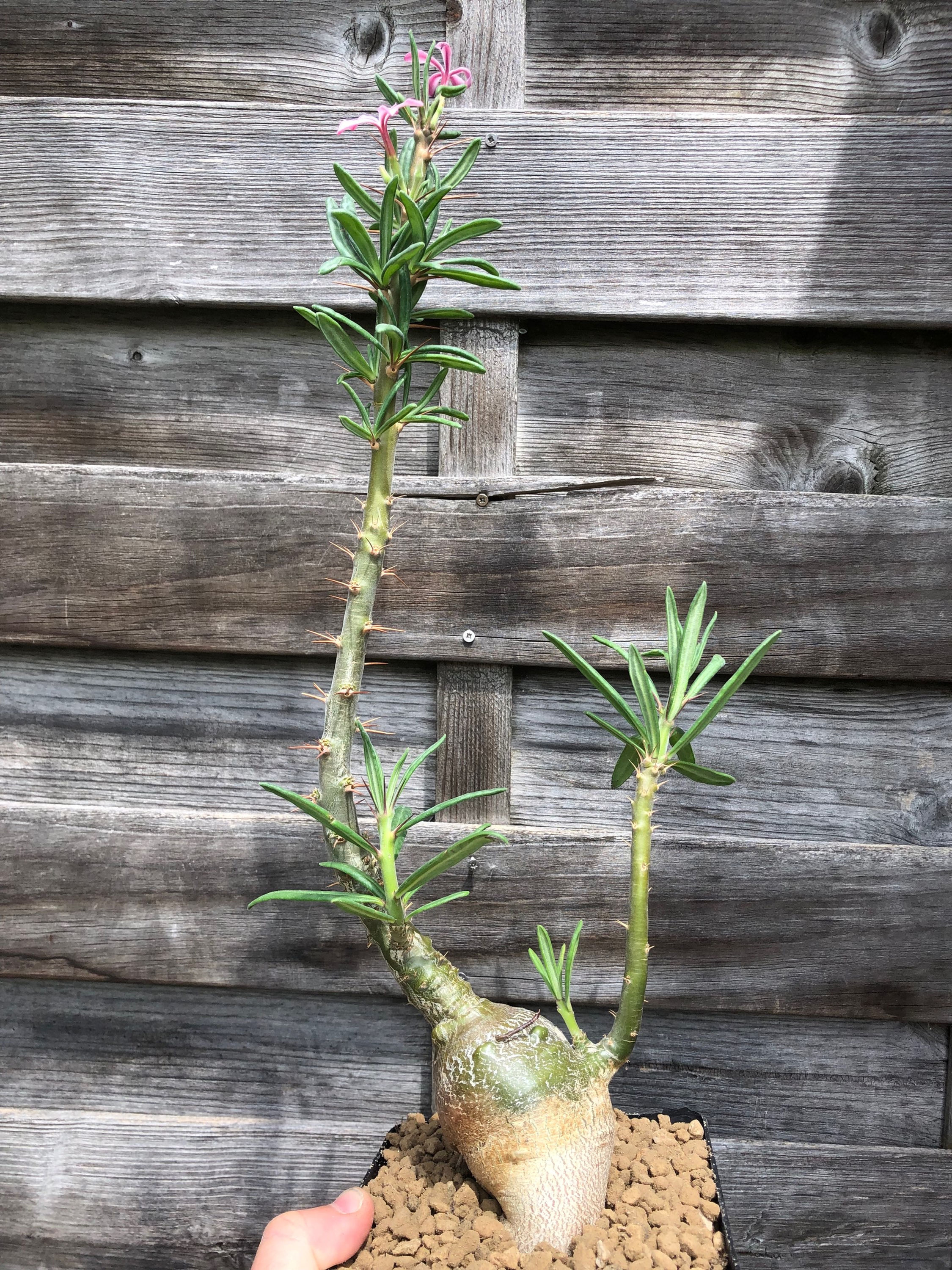 Pachypodium succulentum