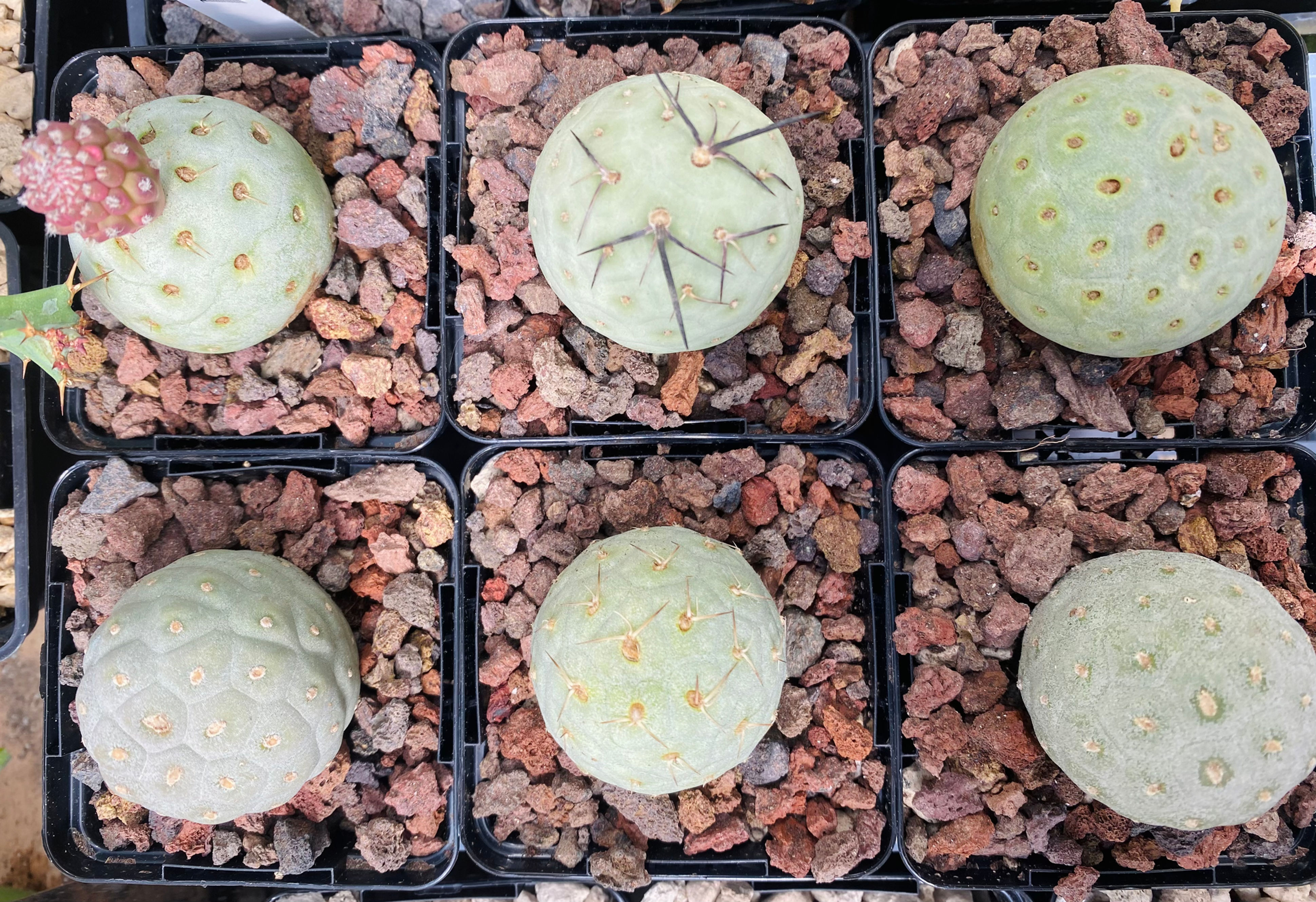 Tephrocactus geometricus