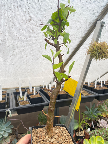 Commiphora rostrata var. reflexa | Xerofarm