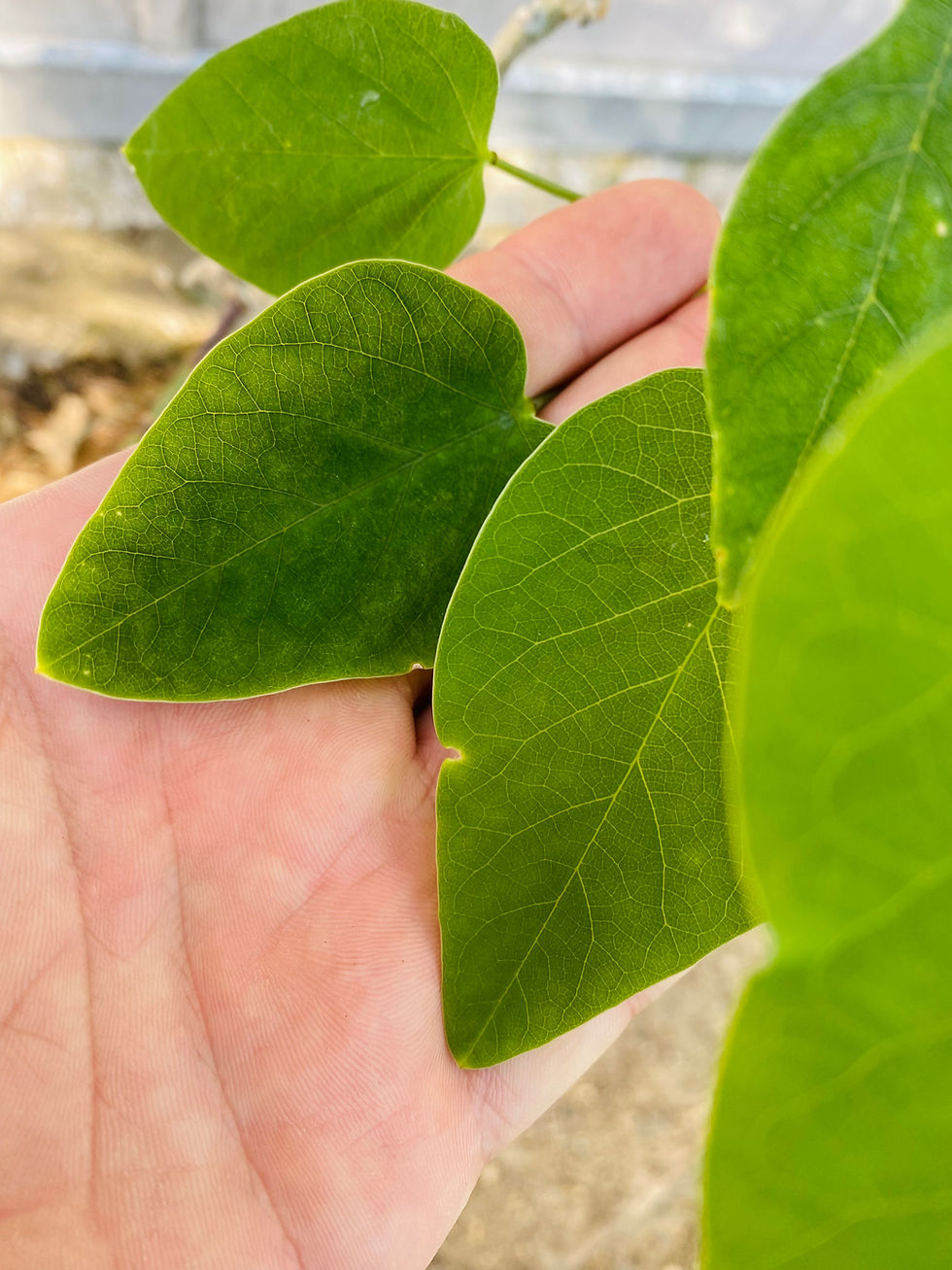 Miniature : Adenia epigea
