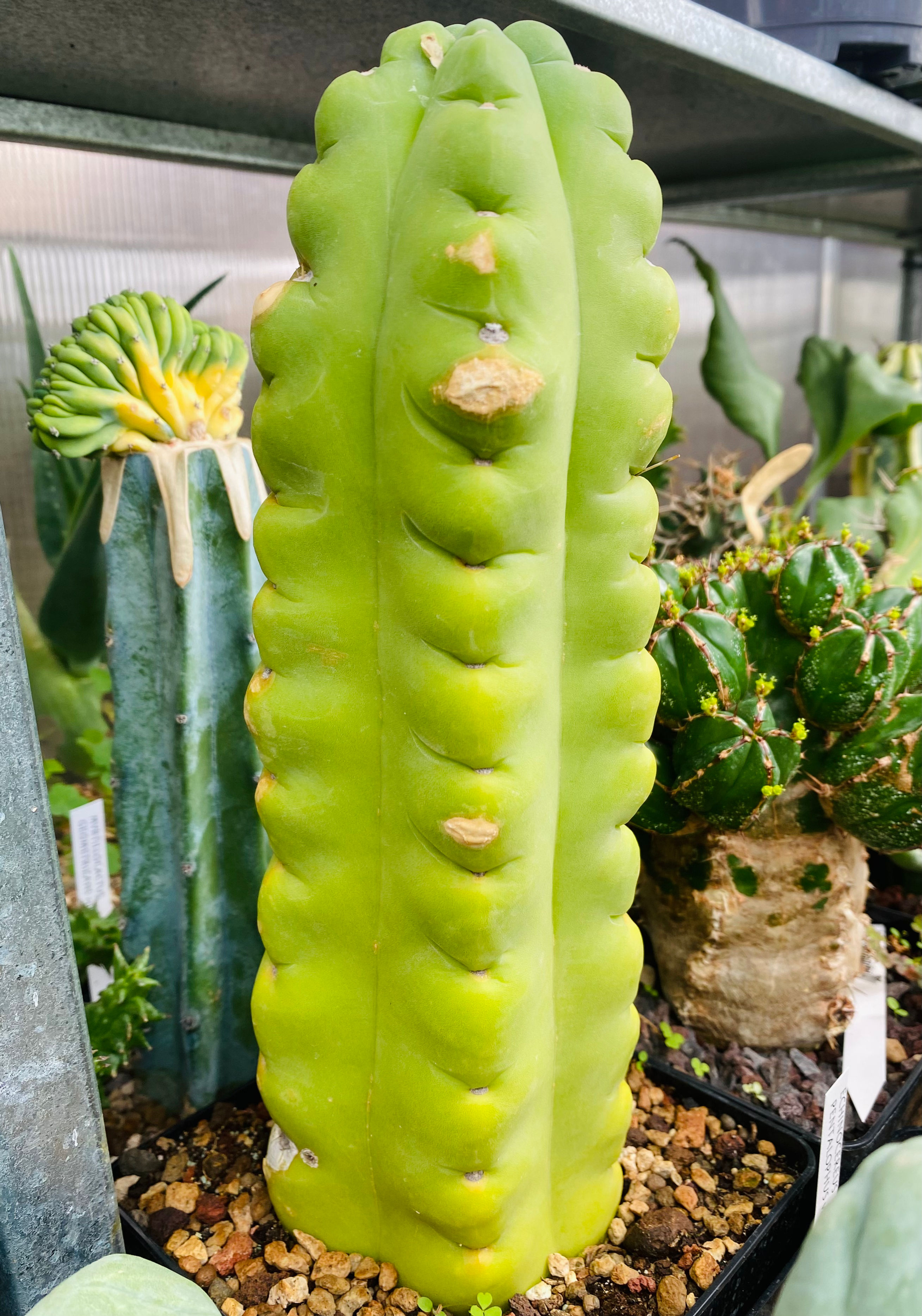 Trichocereus scopulicola