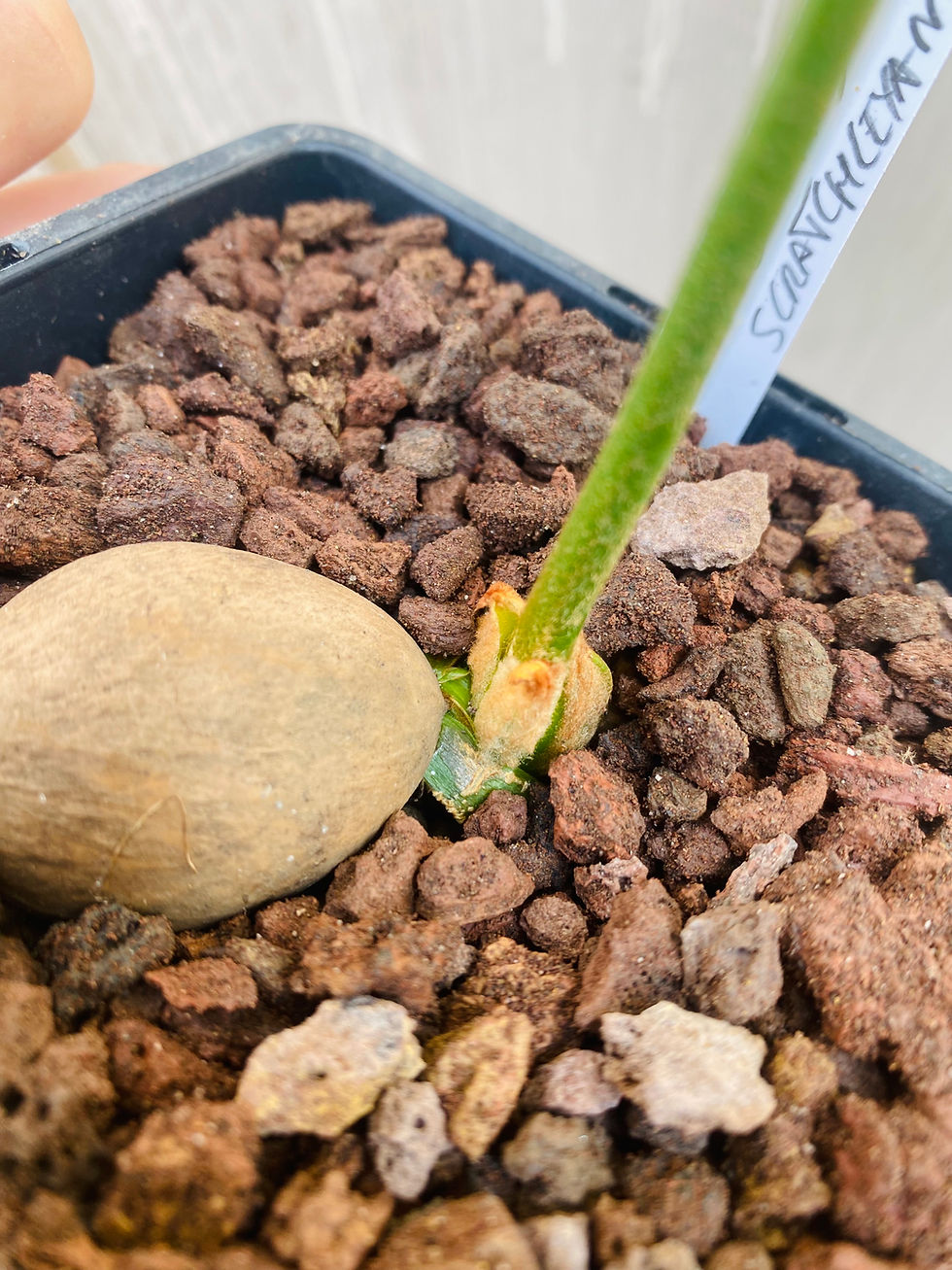 Miniature : Cycas scratchleyana