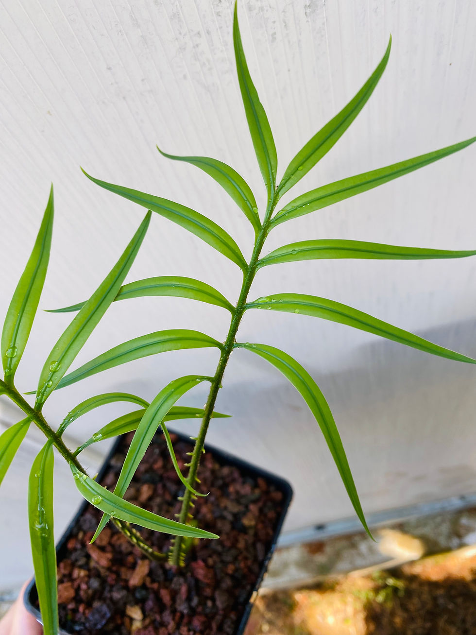Miniature : Cycas edentata