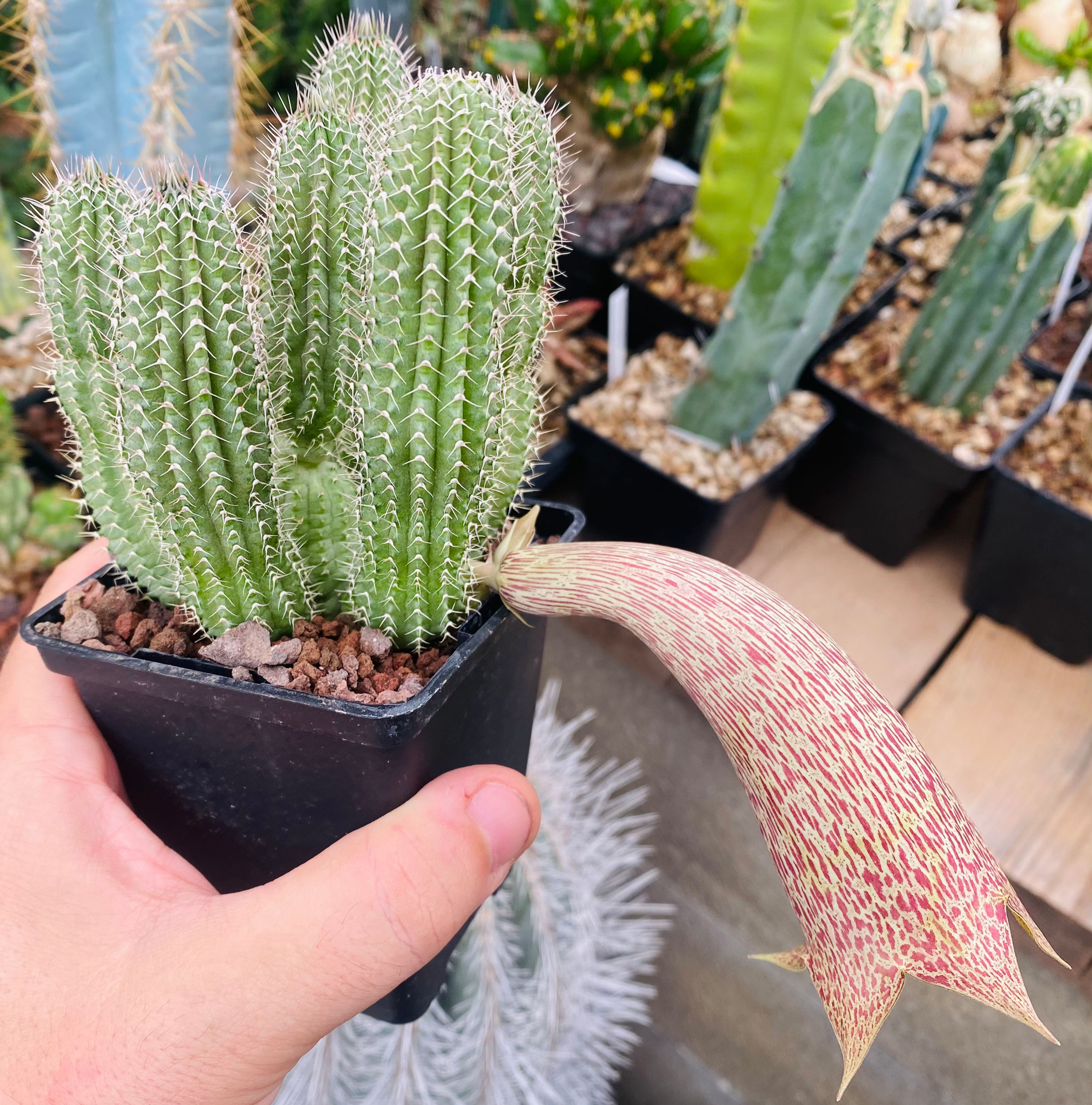 Tavaresia barklyi