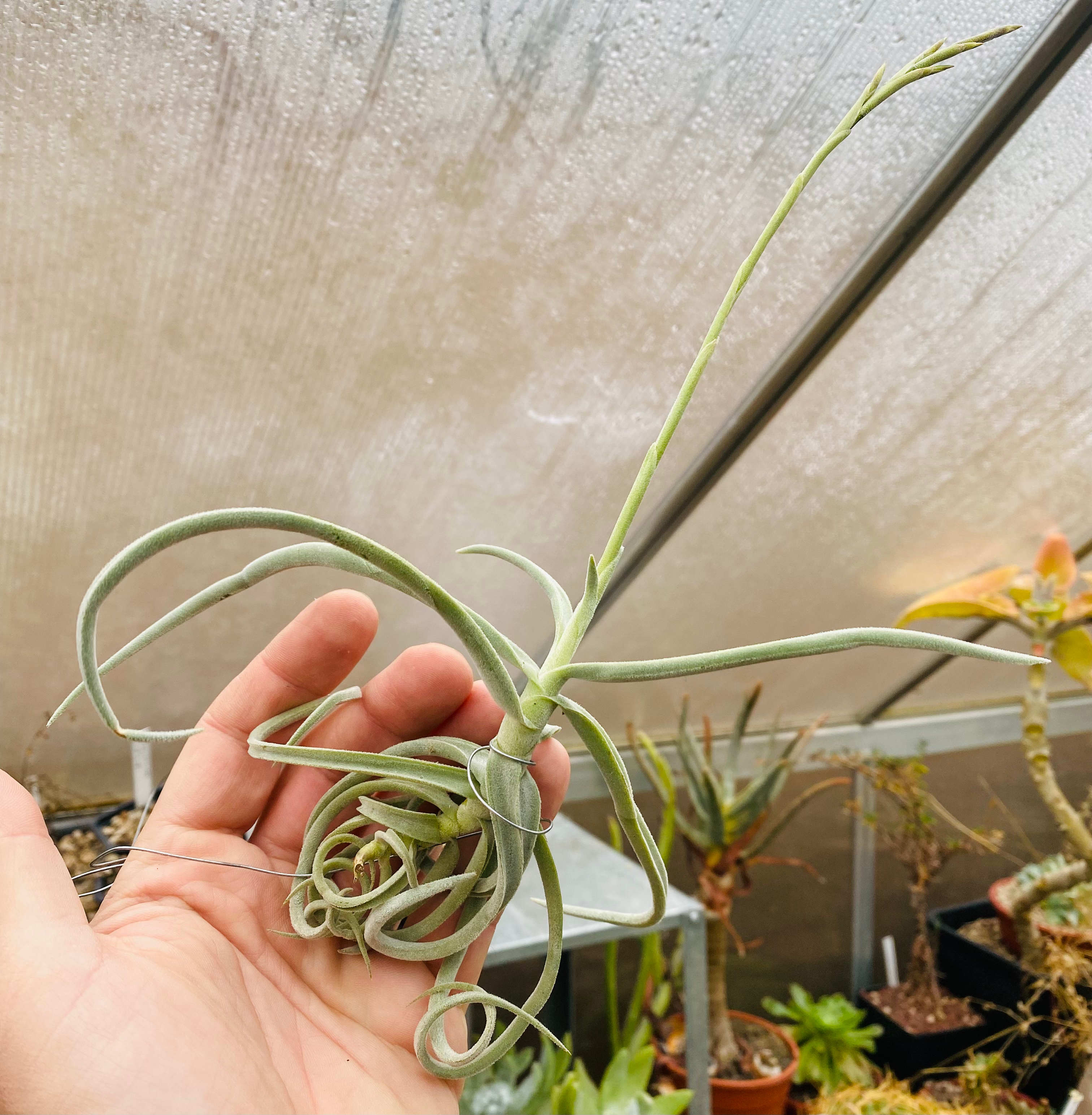 Tillandsia duratii var. saxatilis