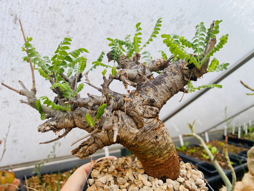 Boswellia neglecta | Xerofarm