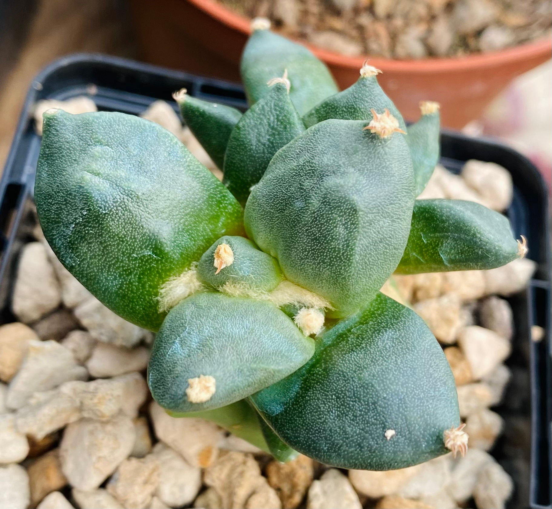 Ariocarpus Maruibo x Mituibo