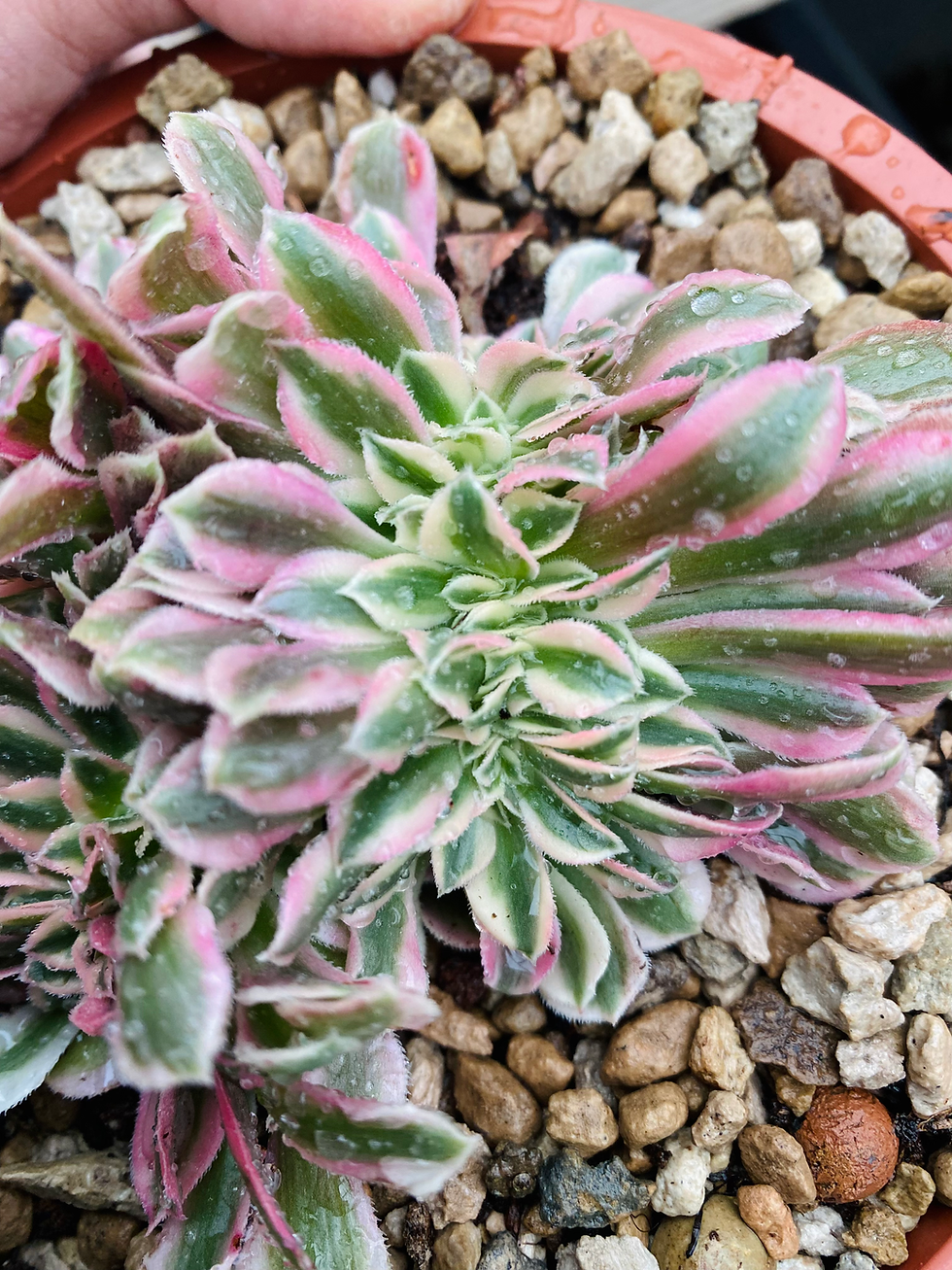 Miniature : Aeonium Pink Witch cristata