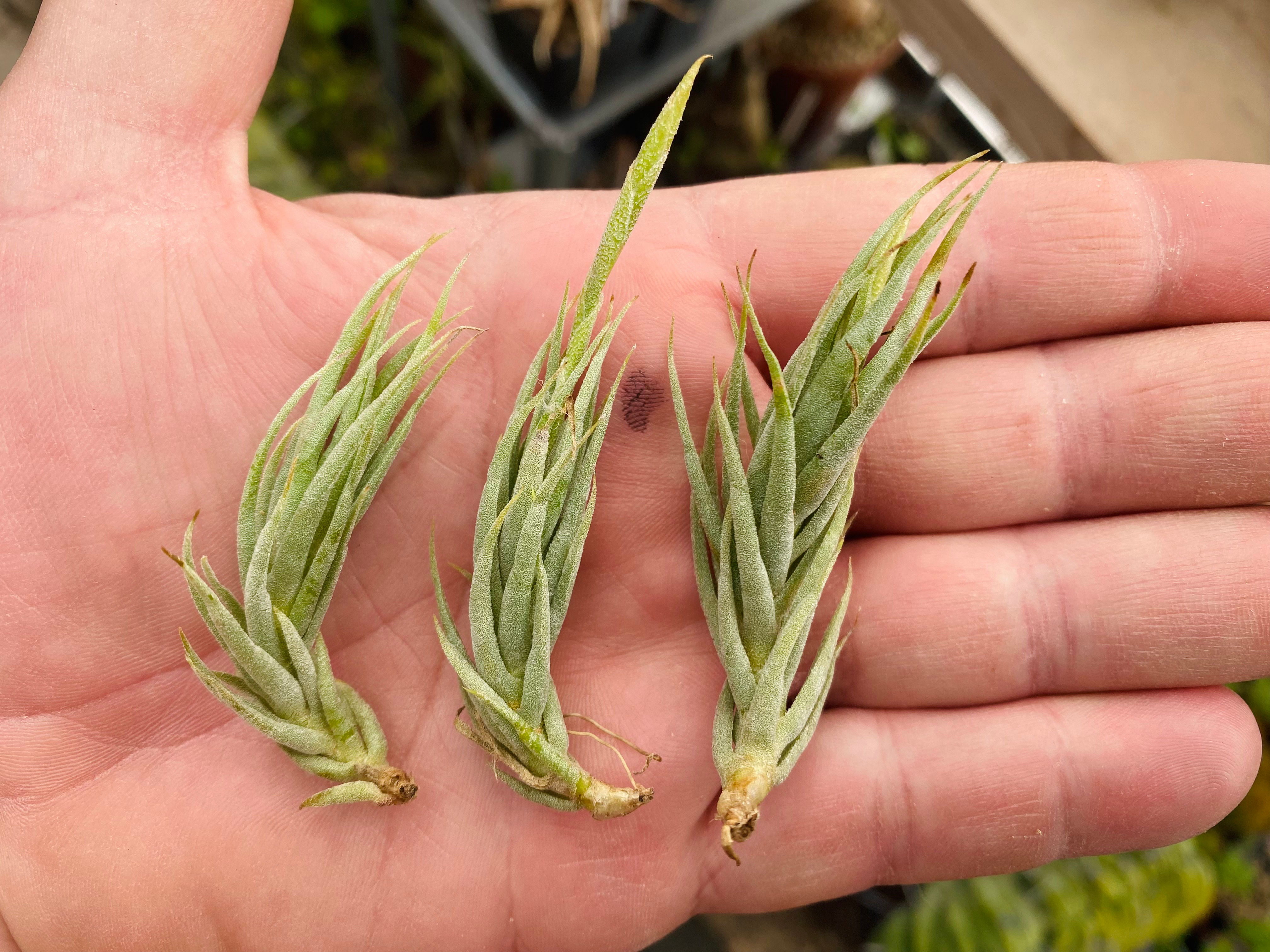 Tillandsia kirschnekii