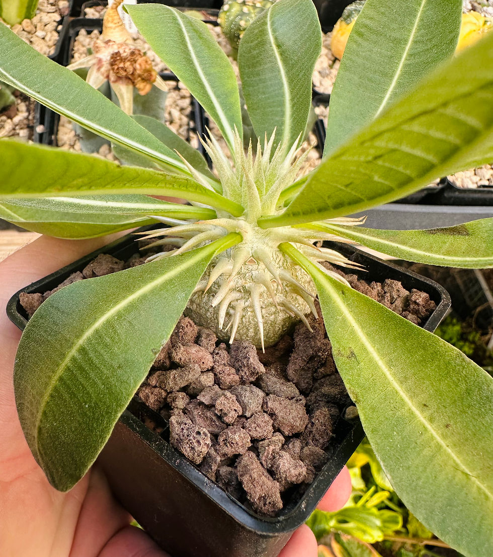 Thumbnail: Pachypodium brevicaule leucoxanthum